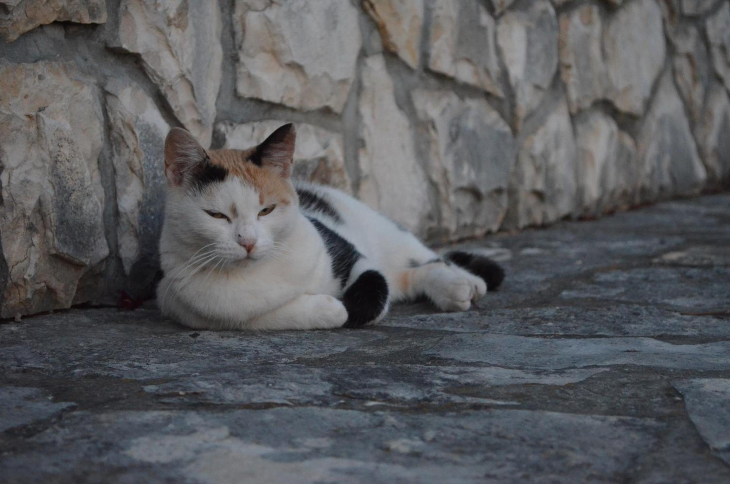 Photo 44