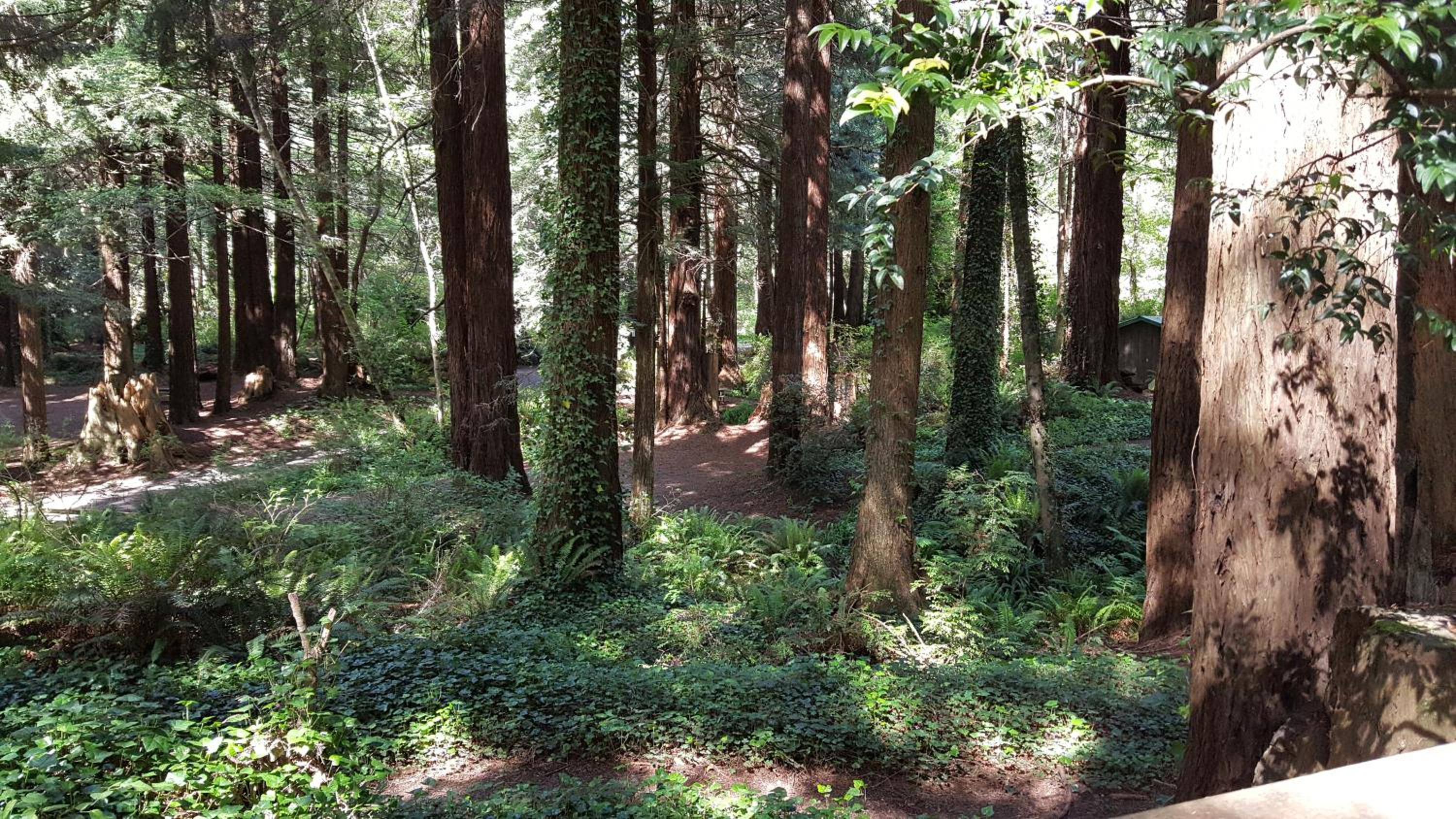 Emerald Forest Cabins