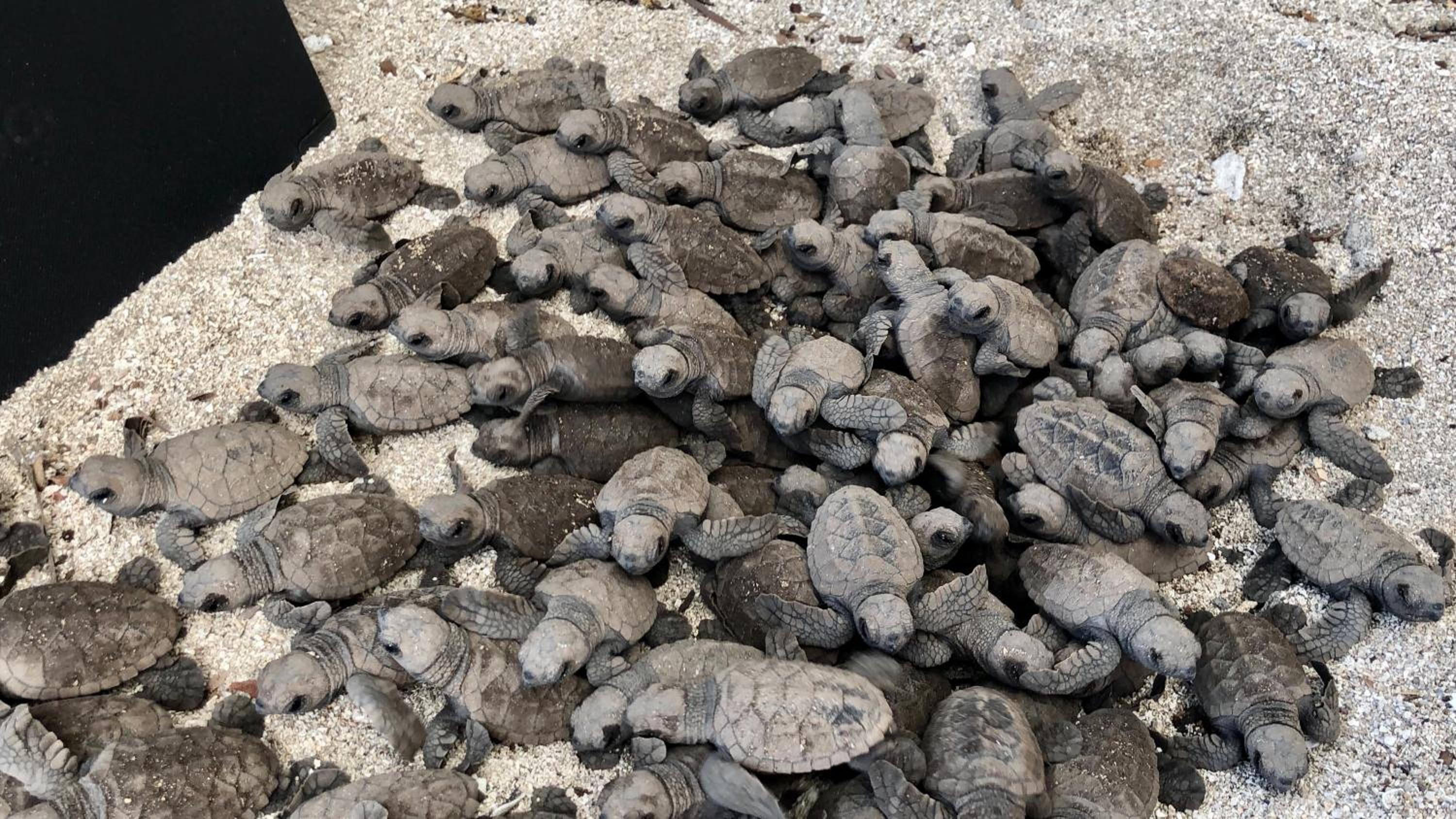 Turtle Beach Sanctuary, Utila
