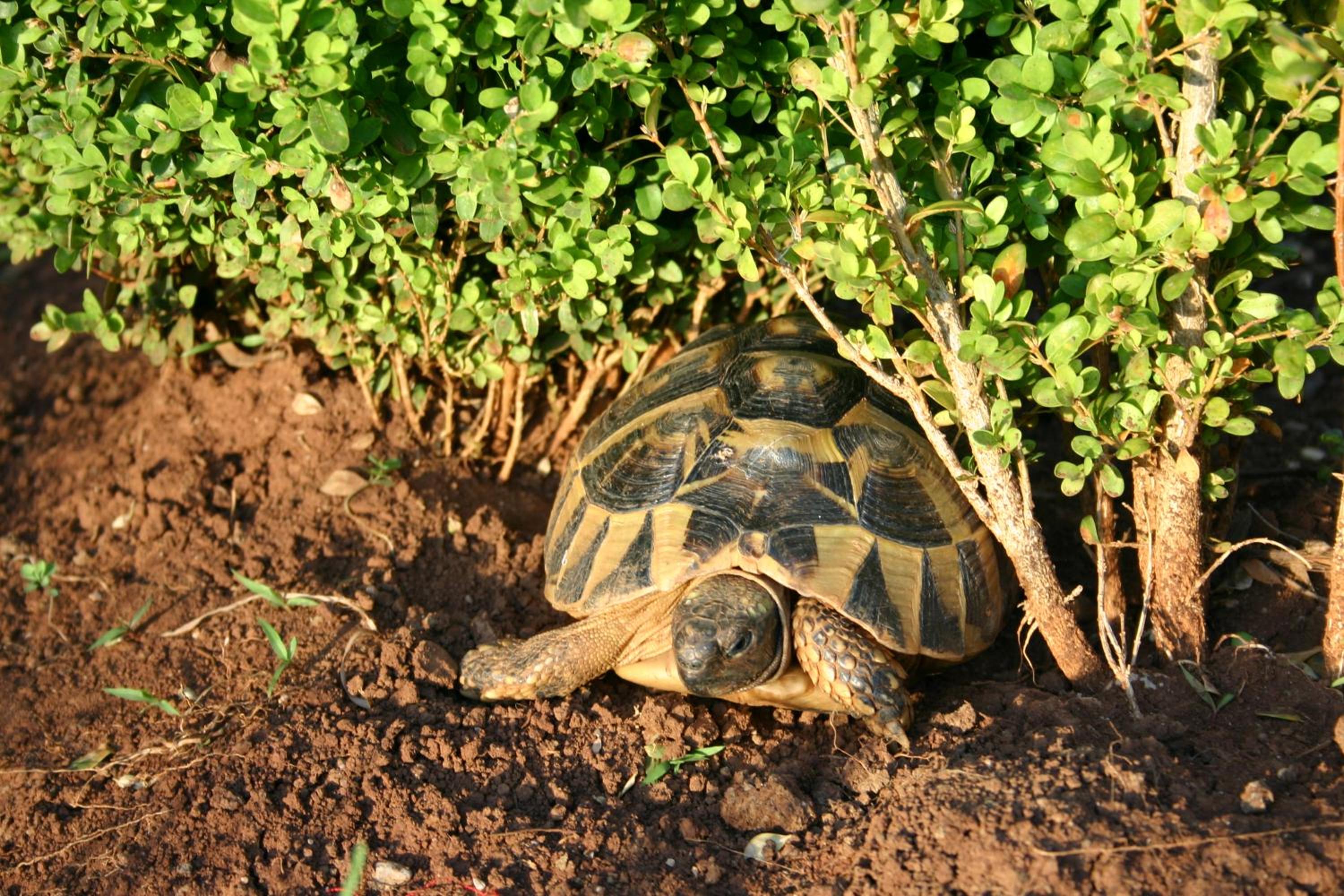 Photo 48