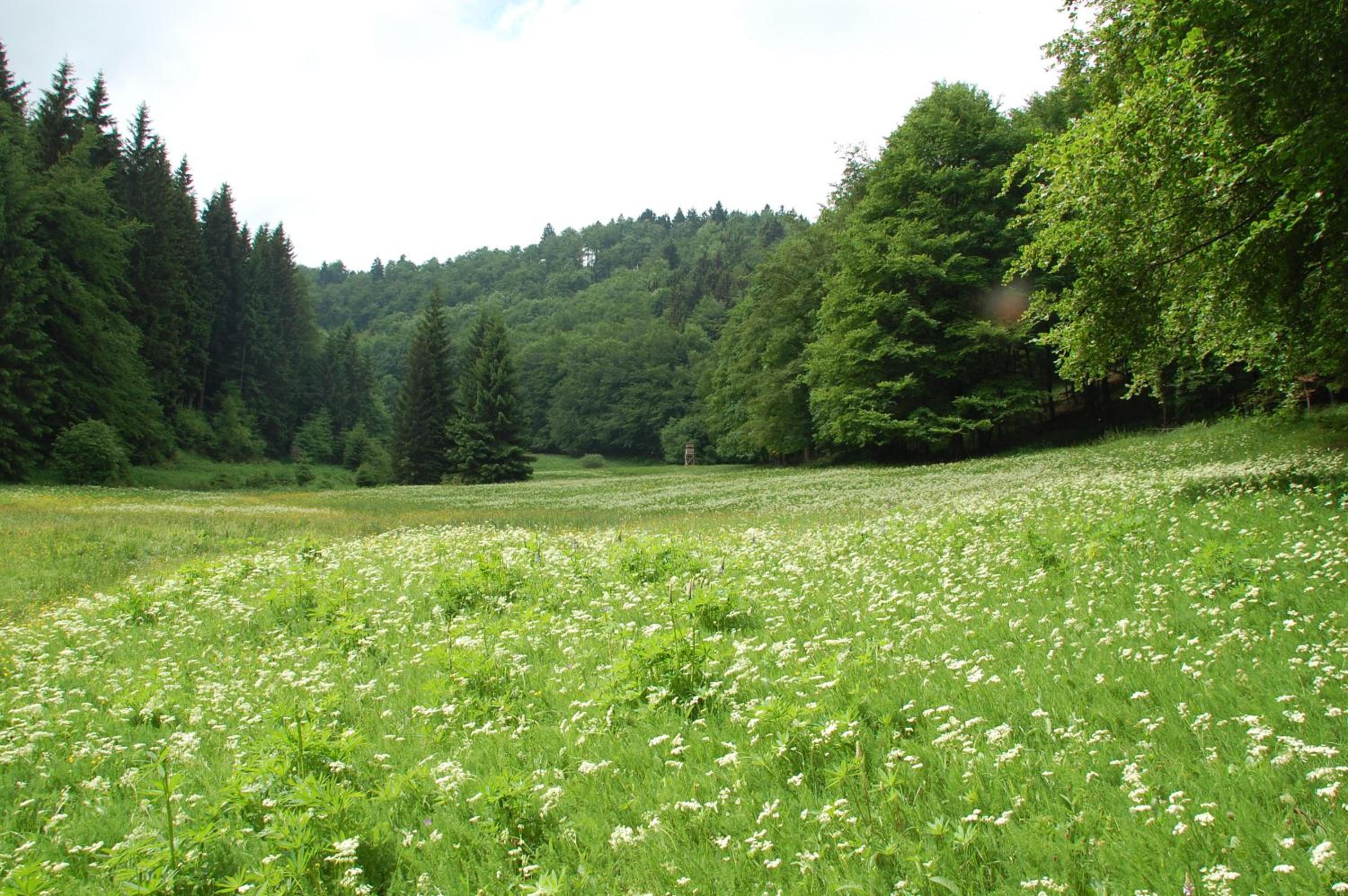 Gasthof 'Zum Reifberg'