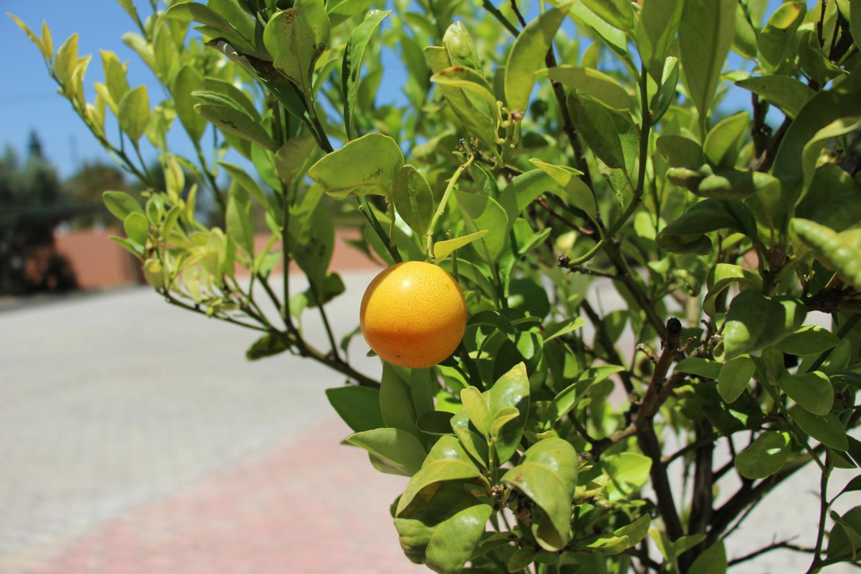 Photo 49