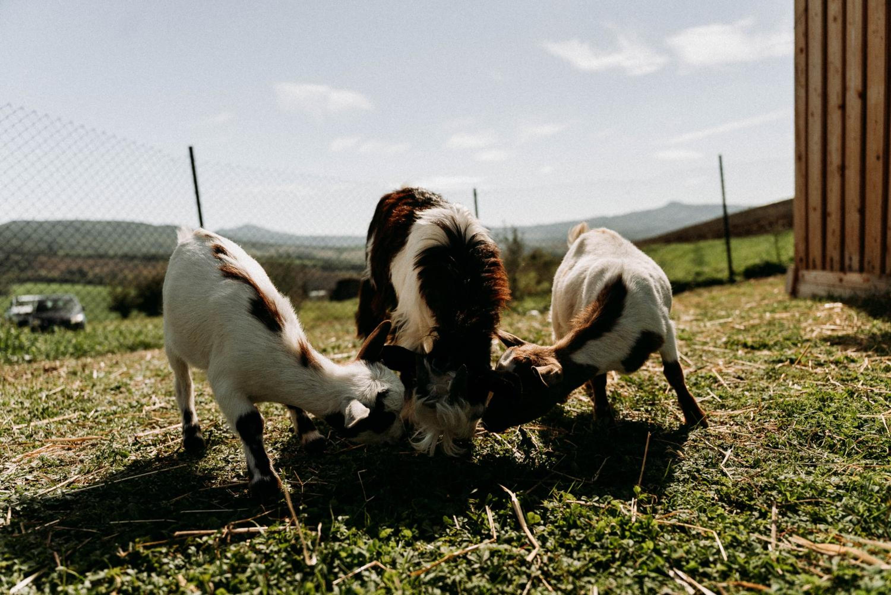 Vitalenta Agriboutique