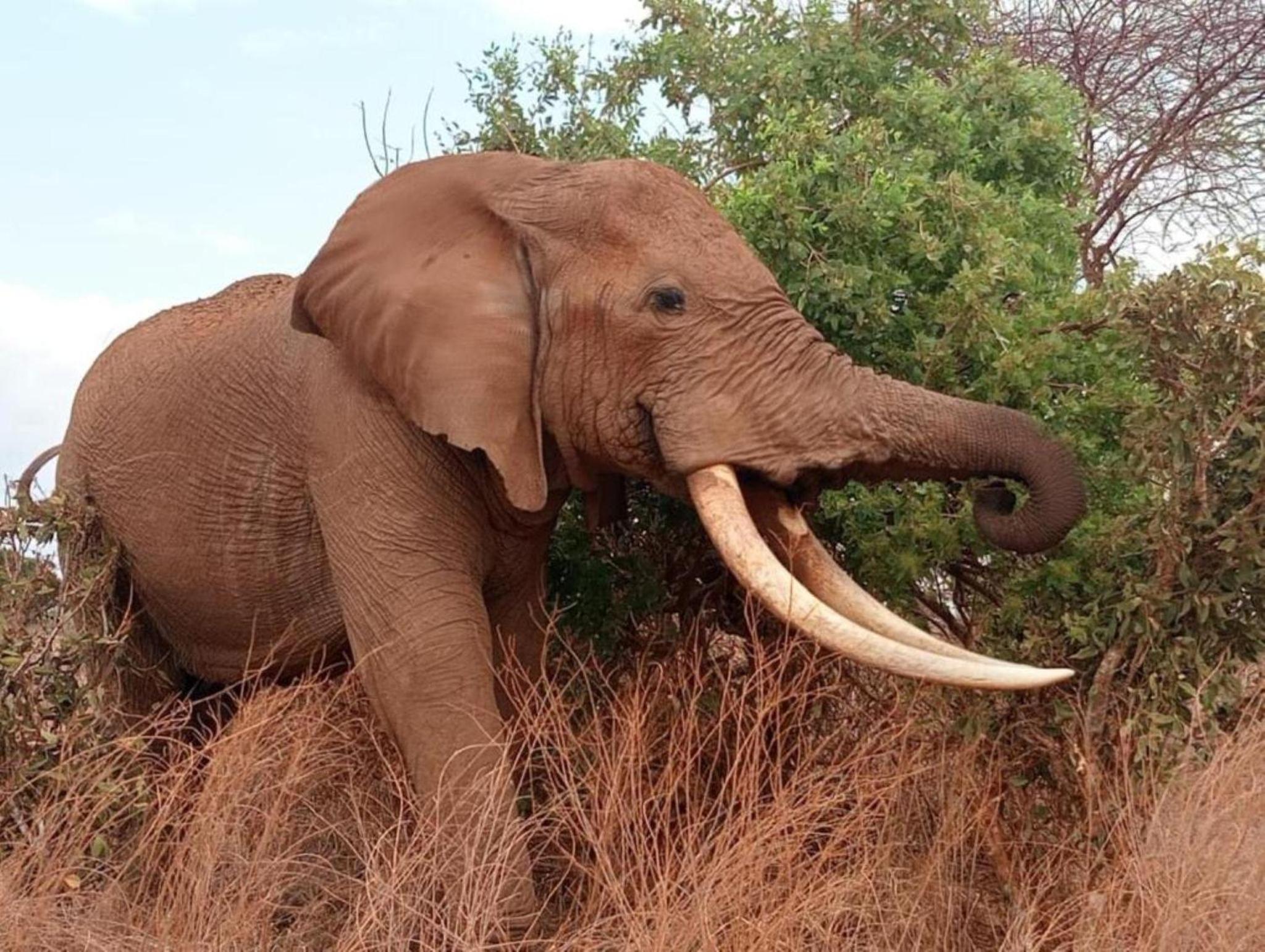 Eco Deluxe Double at Tausa Tsavo Lodge - 2341