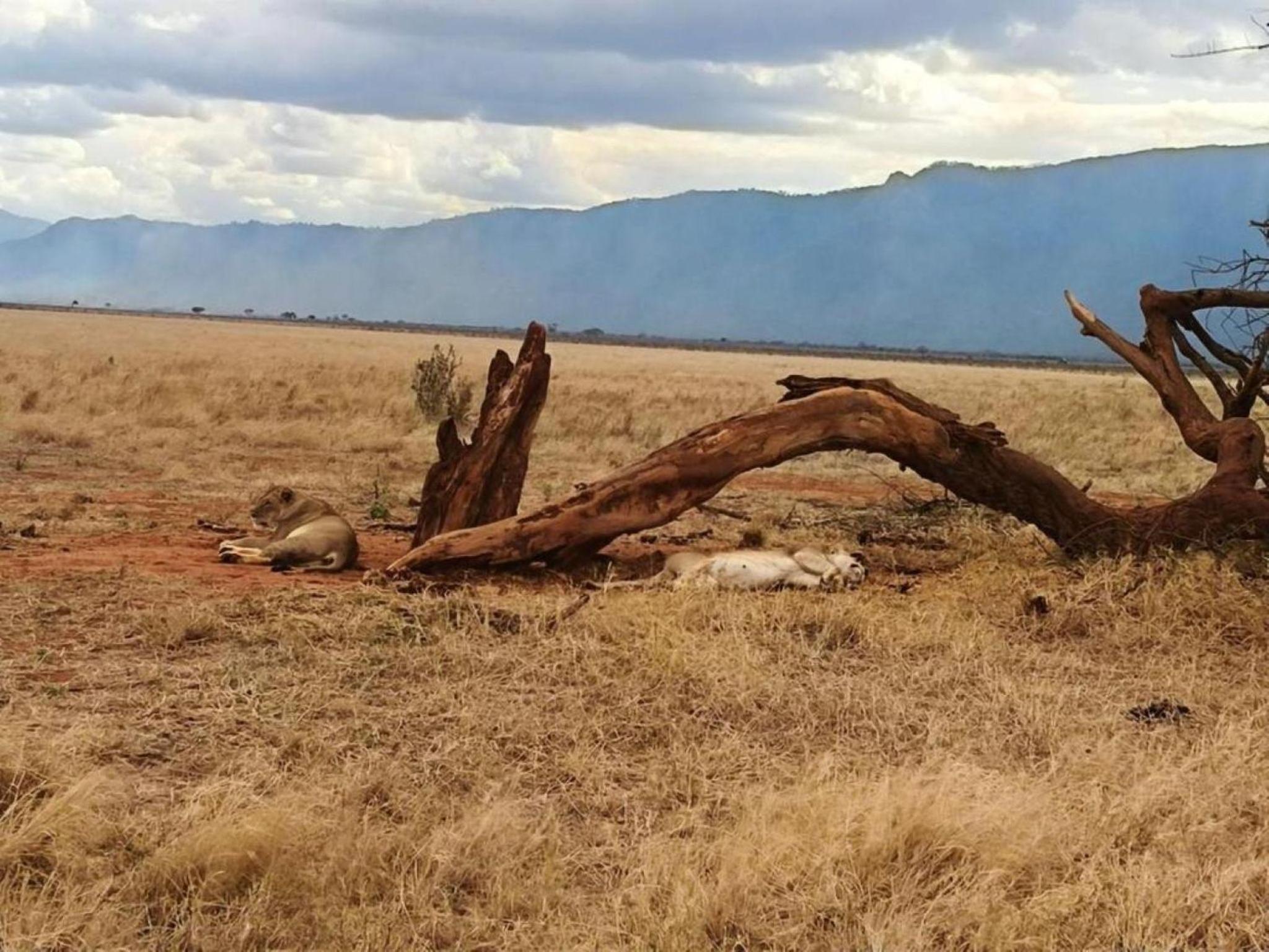 Eco Deluxe Double at Tausa Tsavo Lodge - 2341