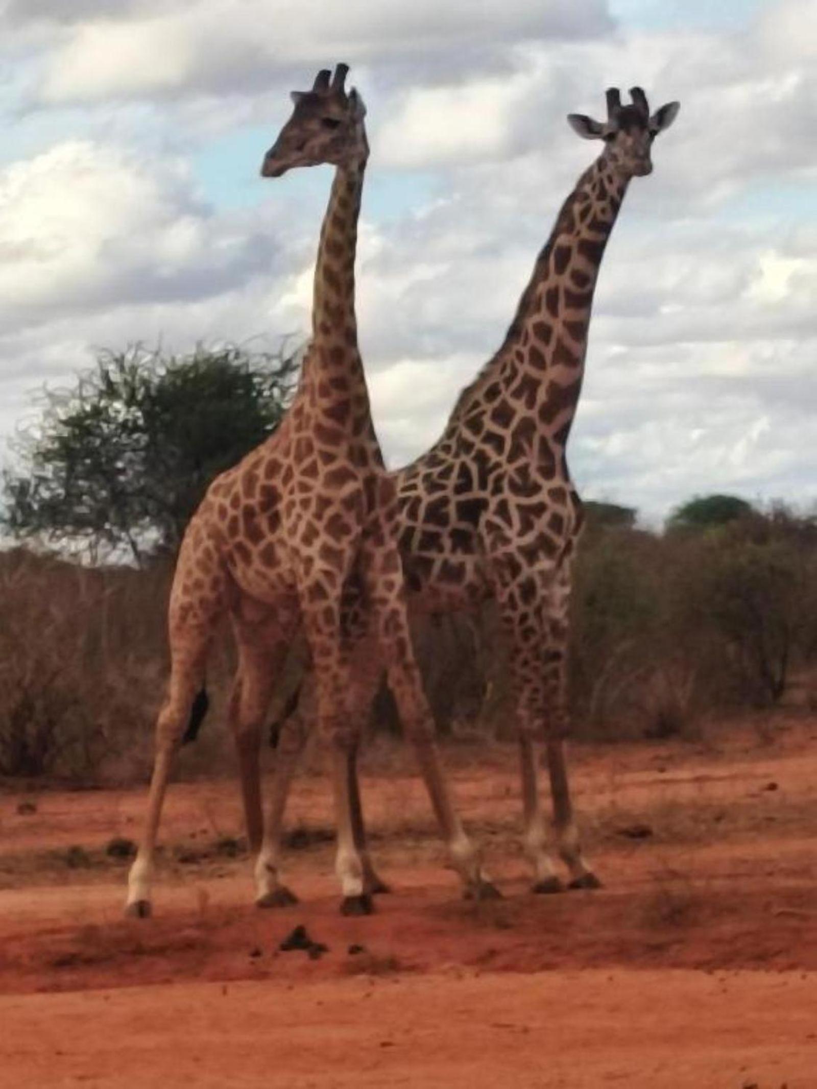 Eco Deluxe Double at Tausa Tsavo Lodge - 2341