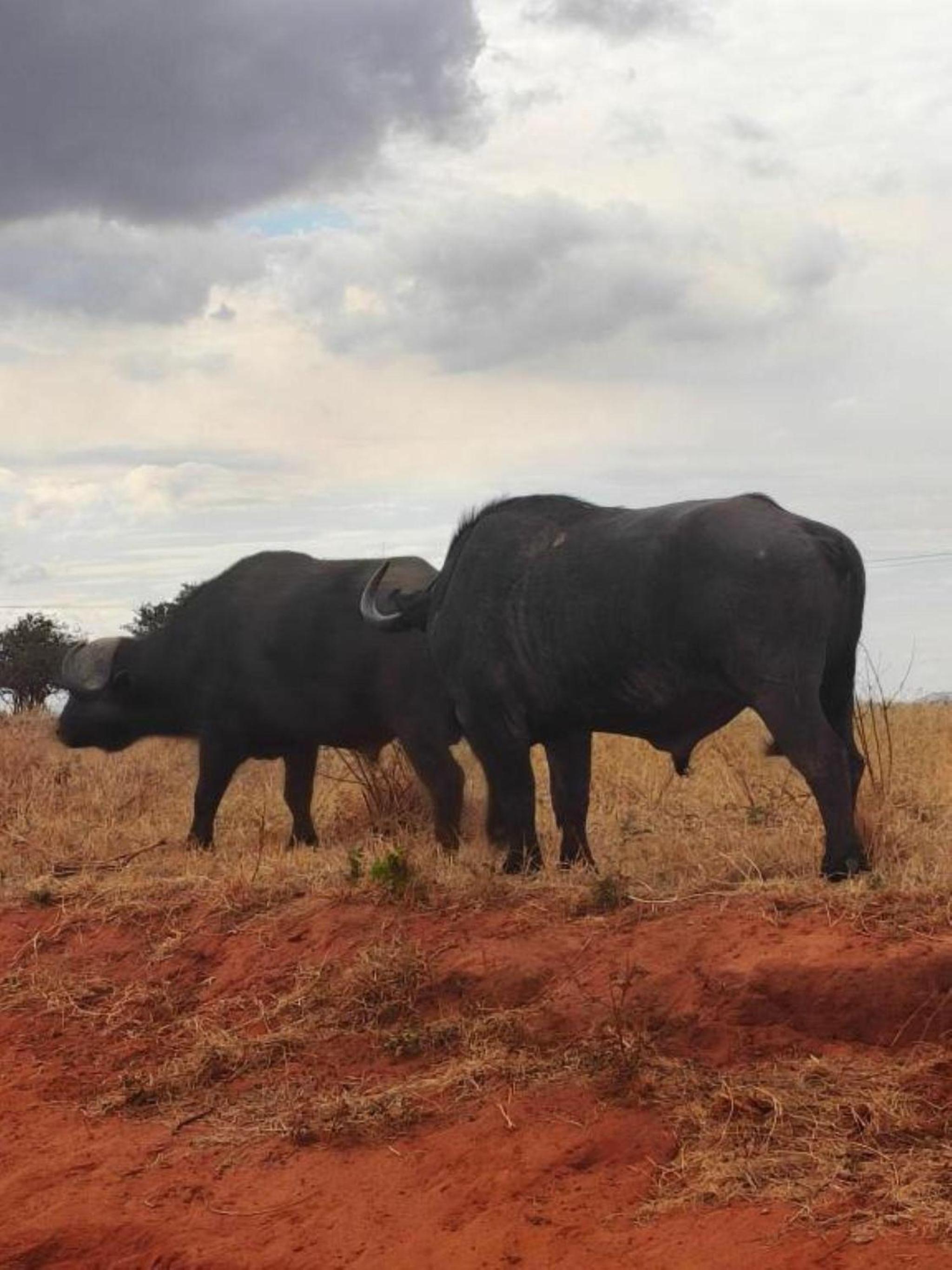 Eco Deluxe Double at Tausa Tsavo Lodge - 2341