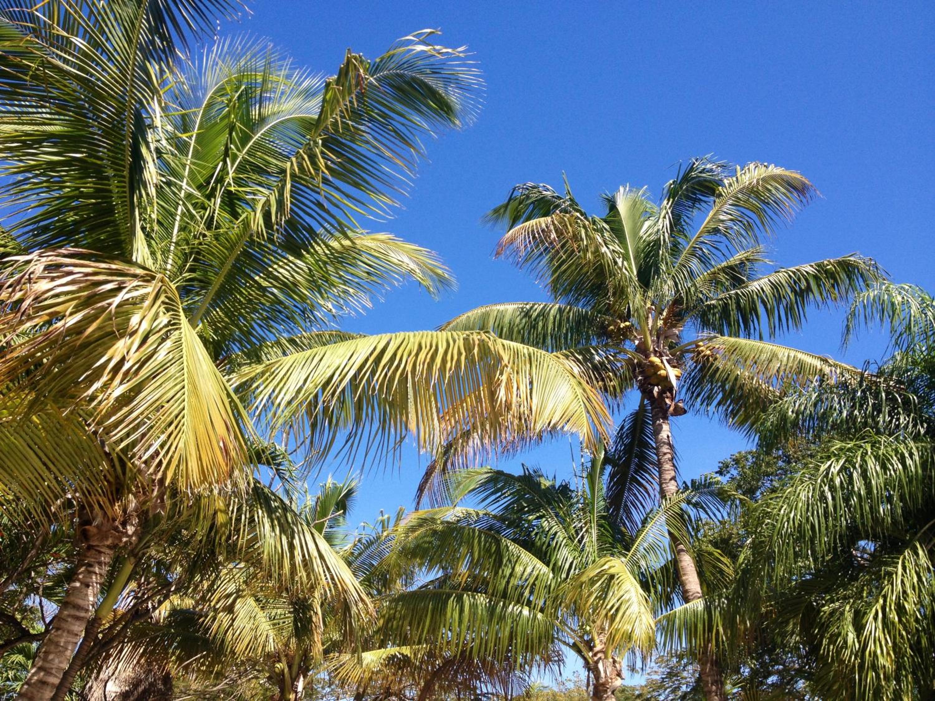 The Pelican Key Largo Cottages