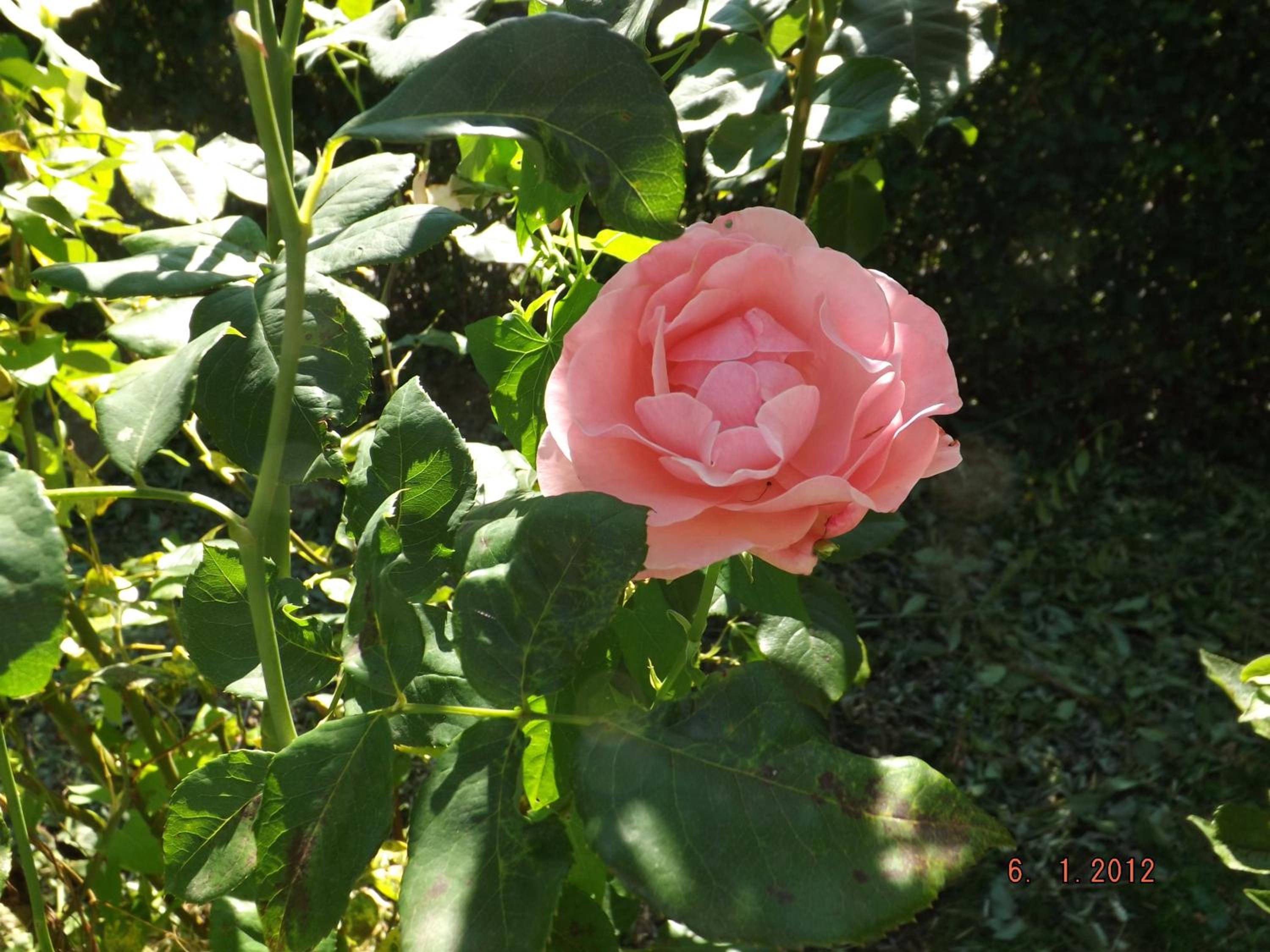 Photo 49