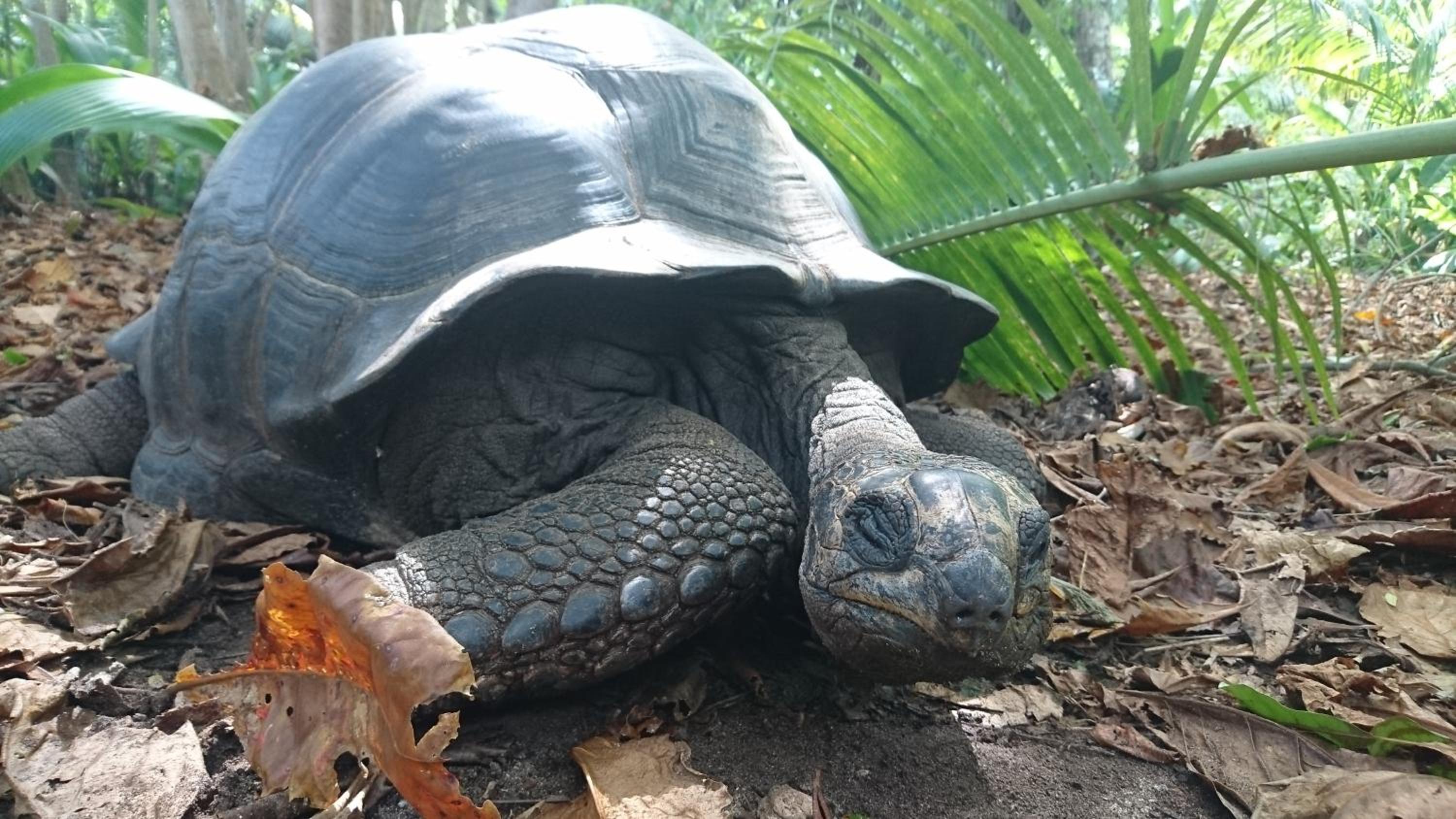 La Belle Tortue