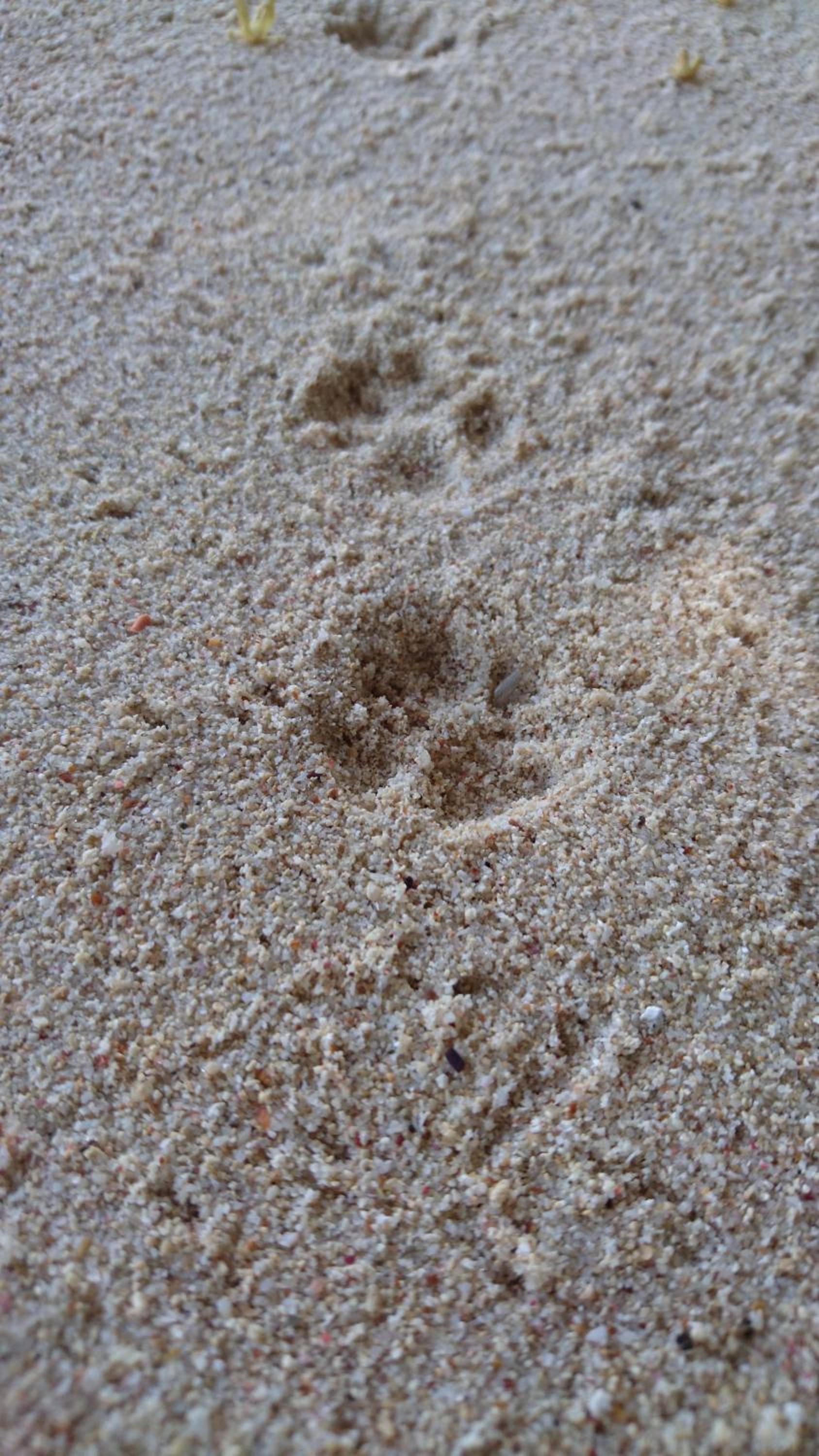 La Belle Tortue