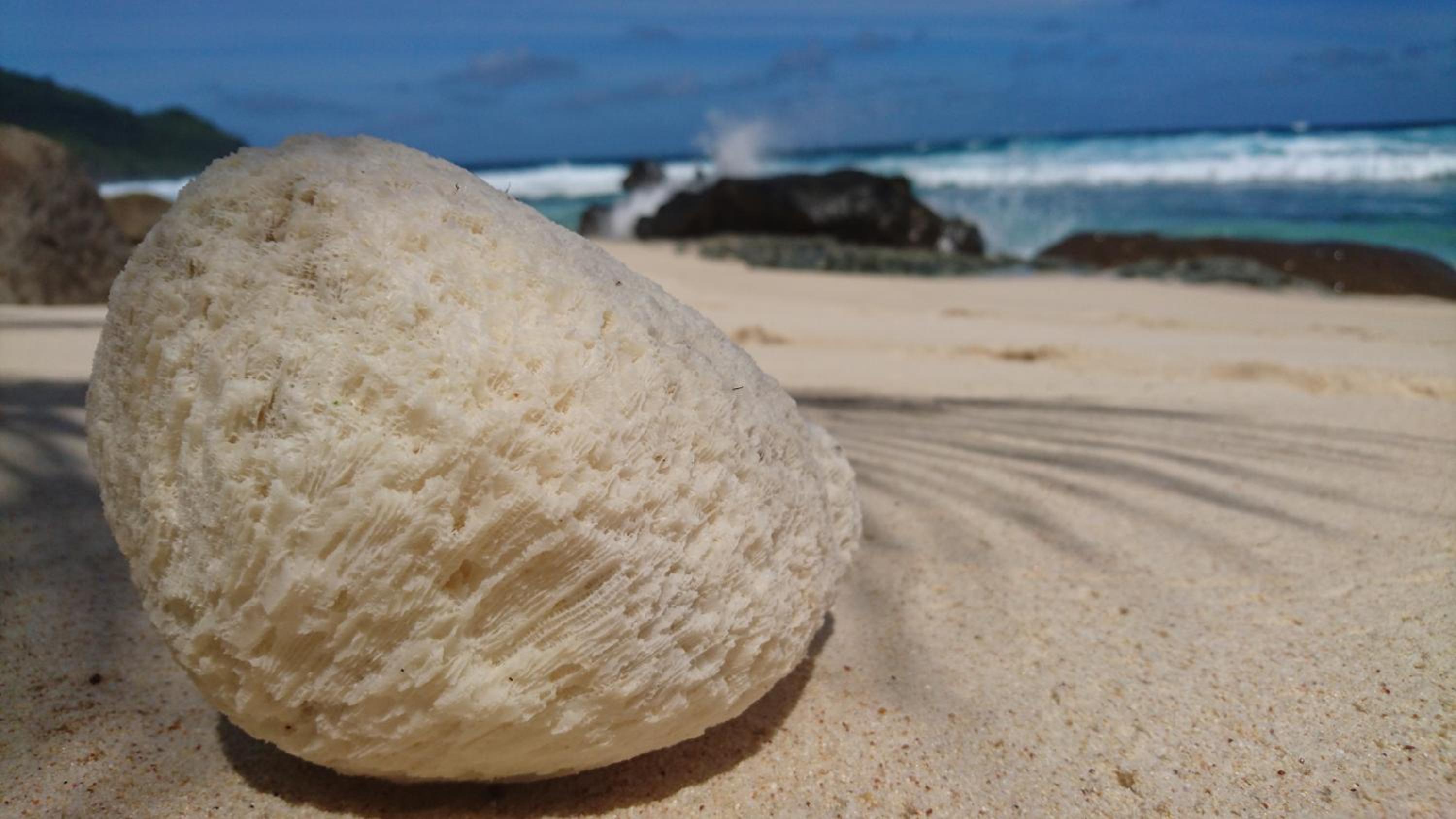 La Belle Tortue