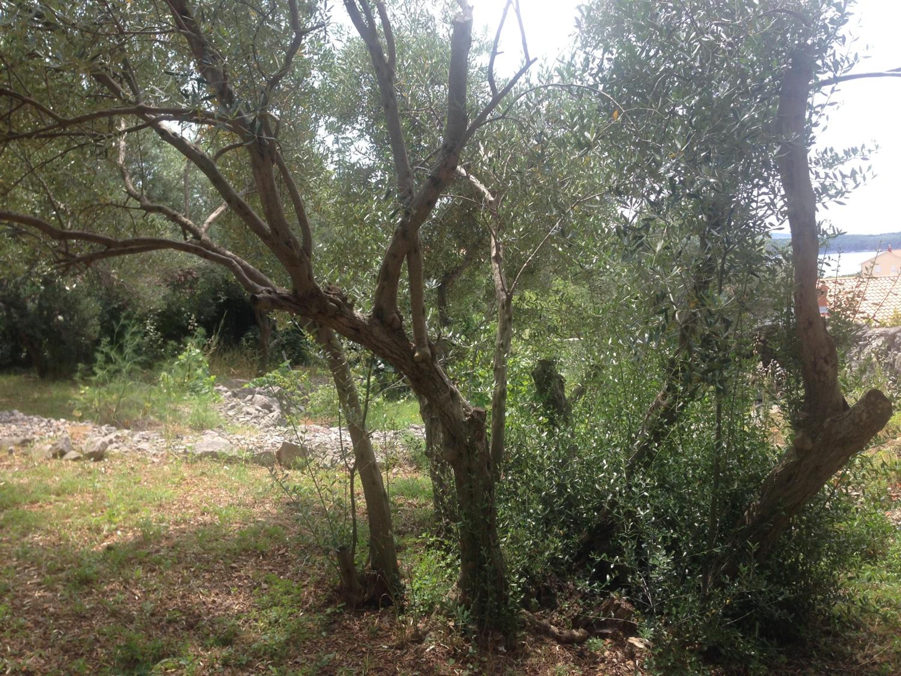 Photo 42