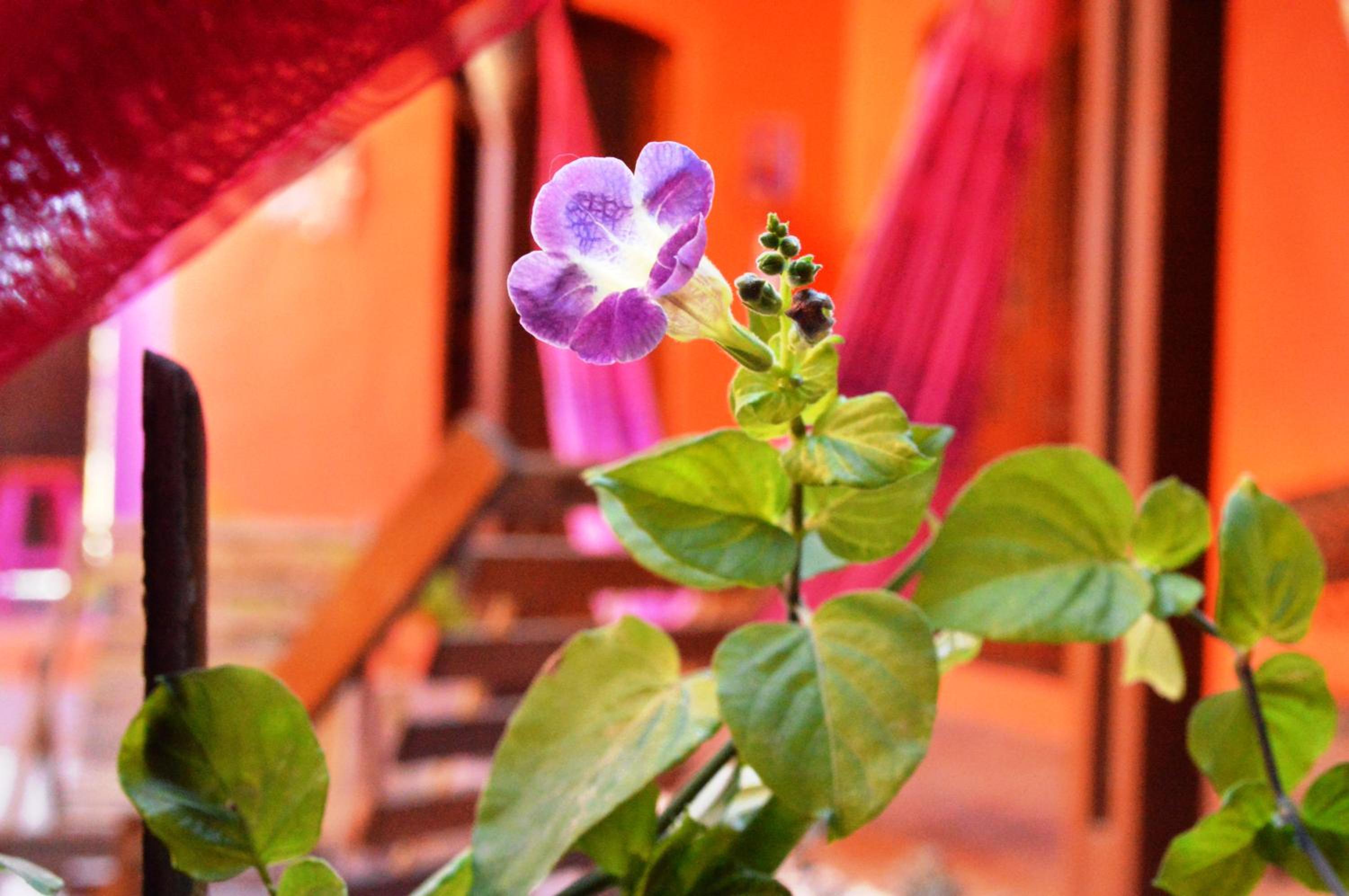 Manga Rosa Hospedagem