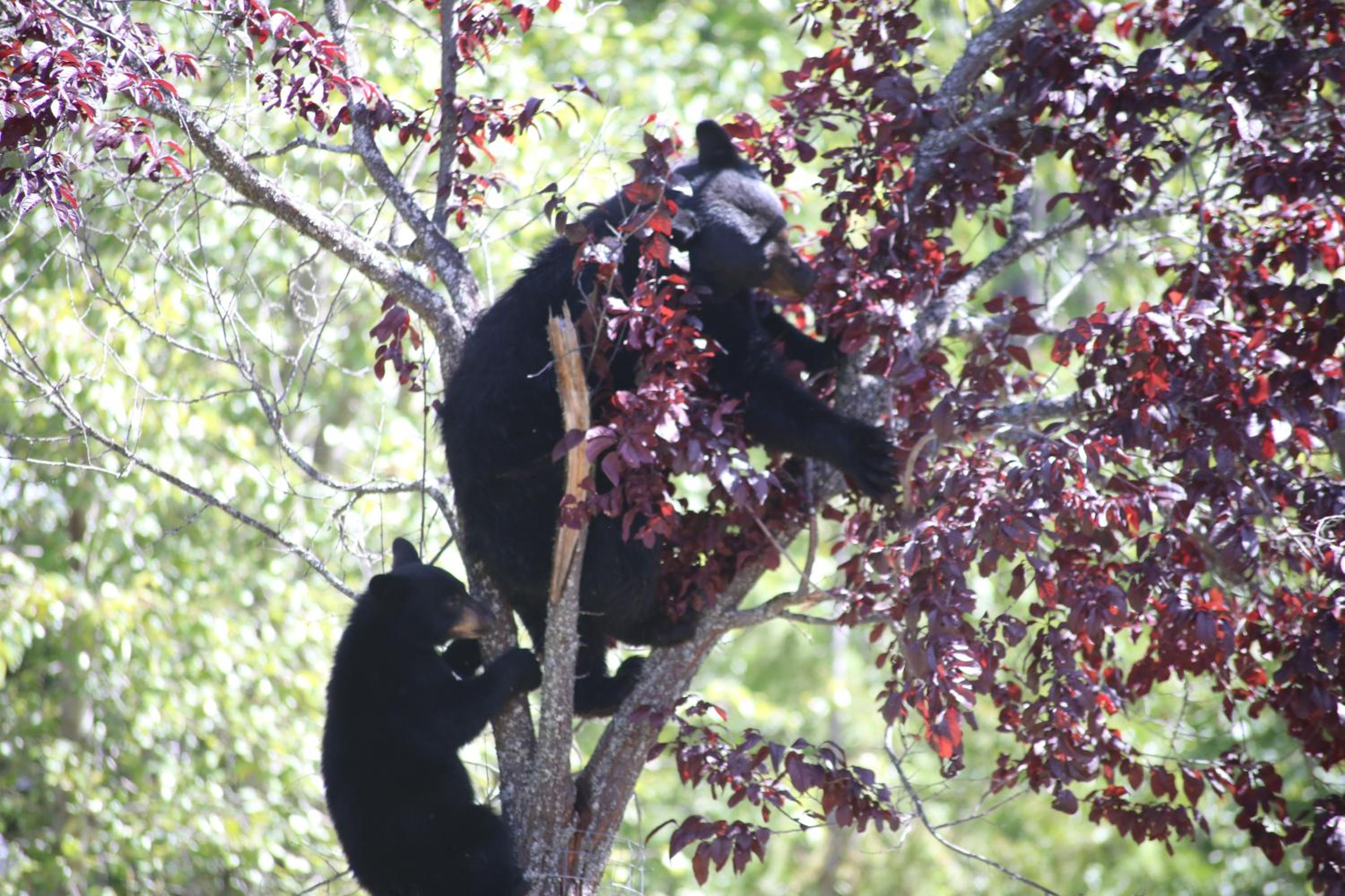 Vernon Vacations - Silver Star Bed and Breakfast - Property Image 16