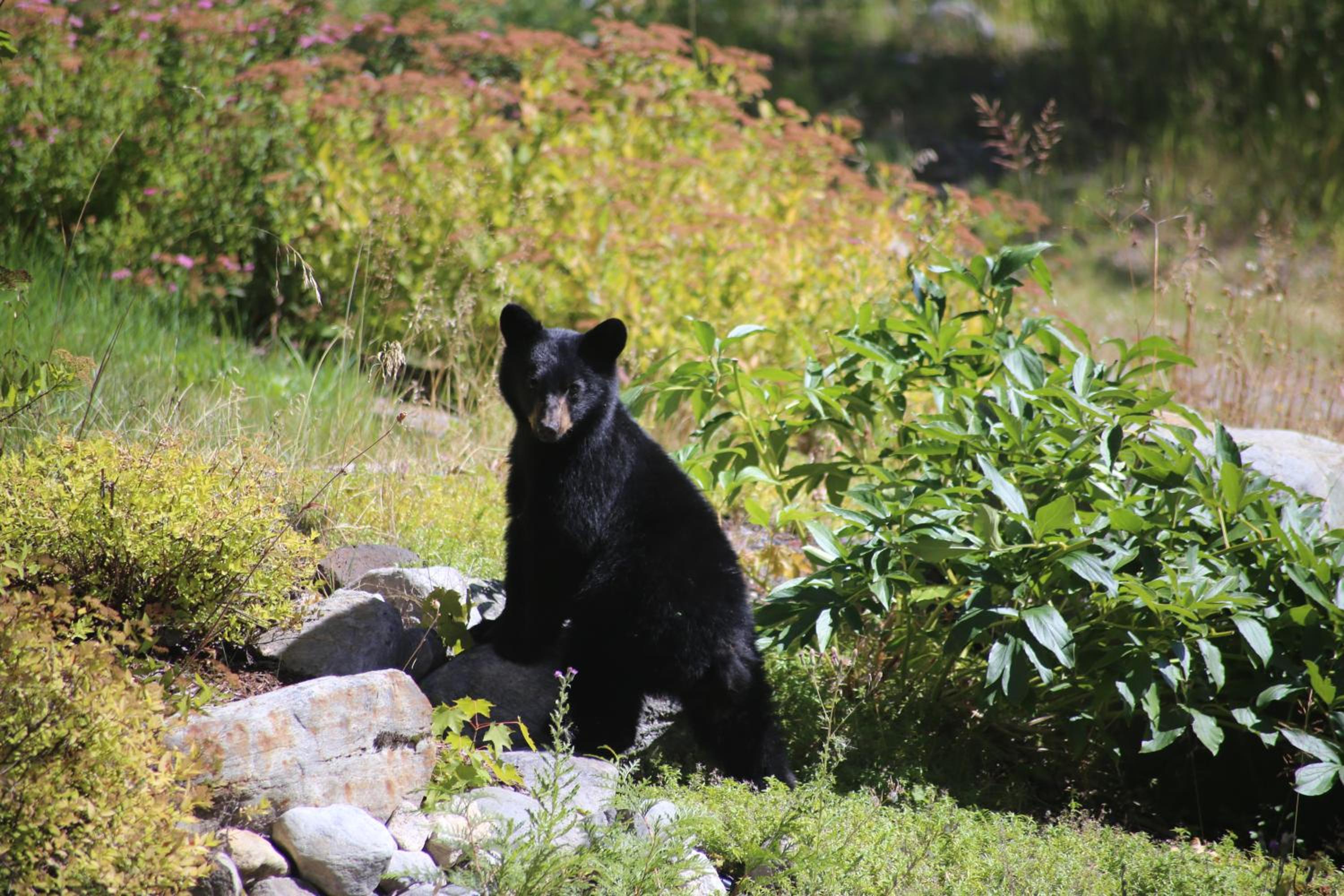 Vernon Vacations - Silver Star Bed and Breakfast - Property Image 14