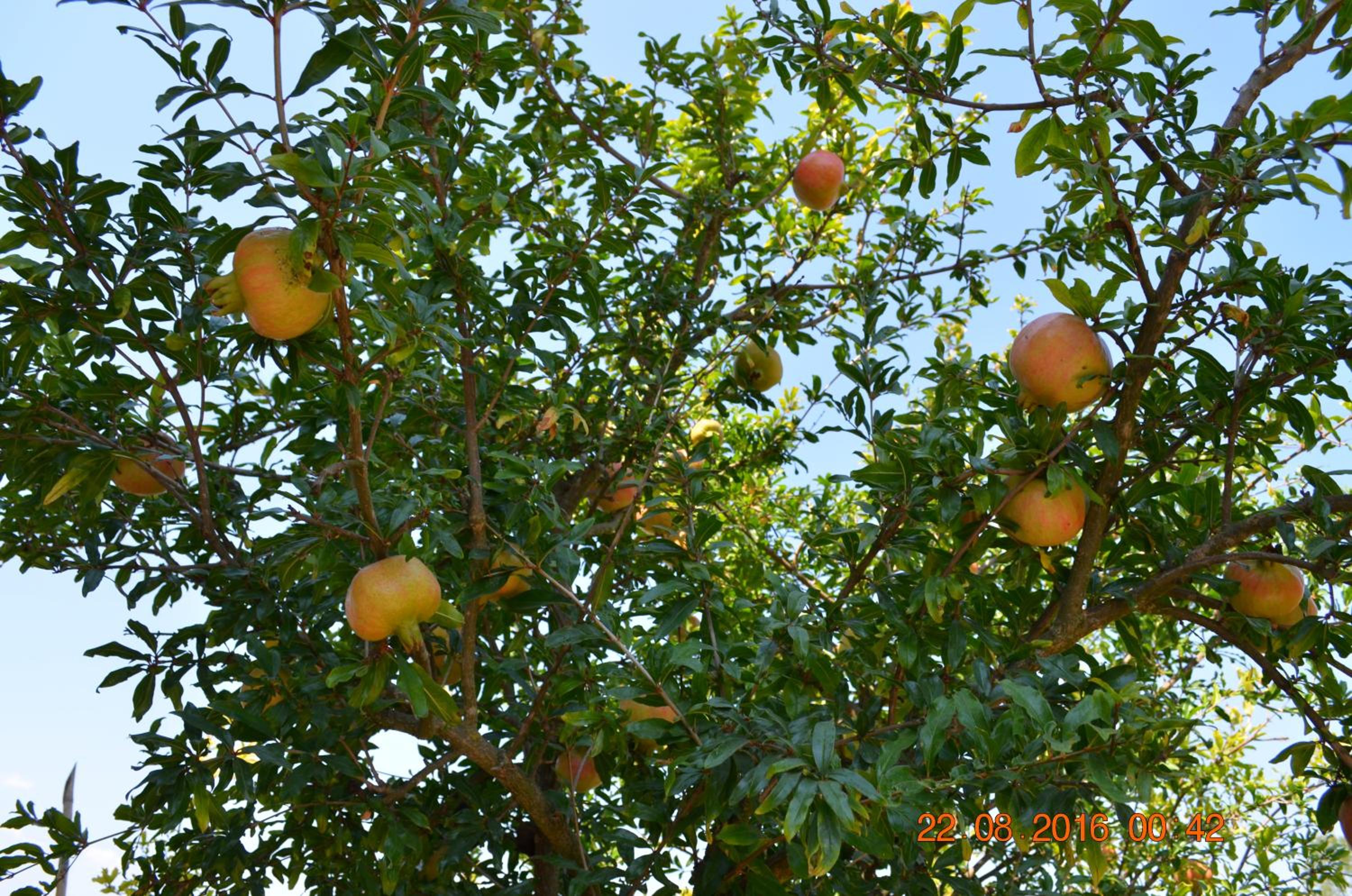 Photo 55