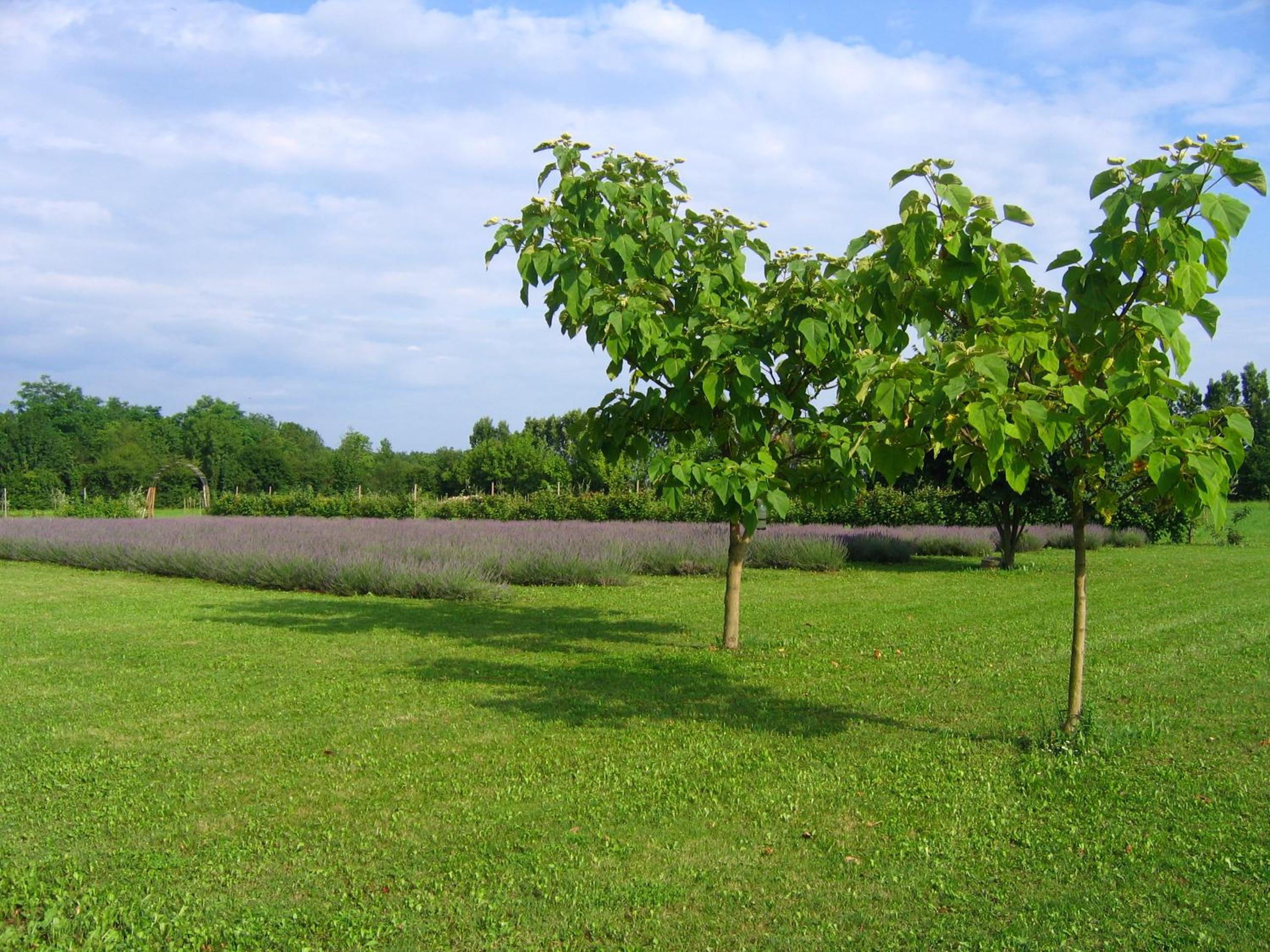 Photo 43