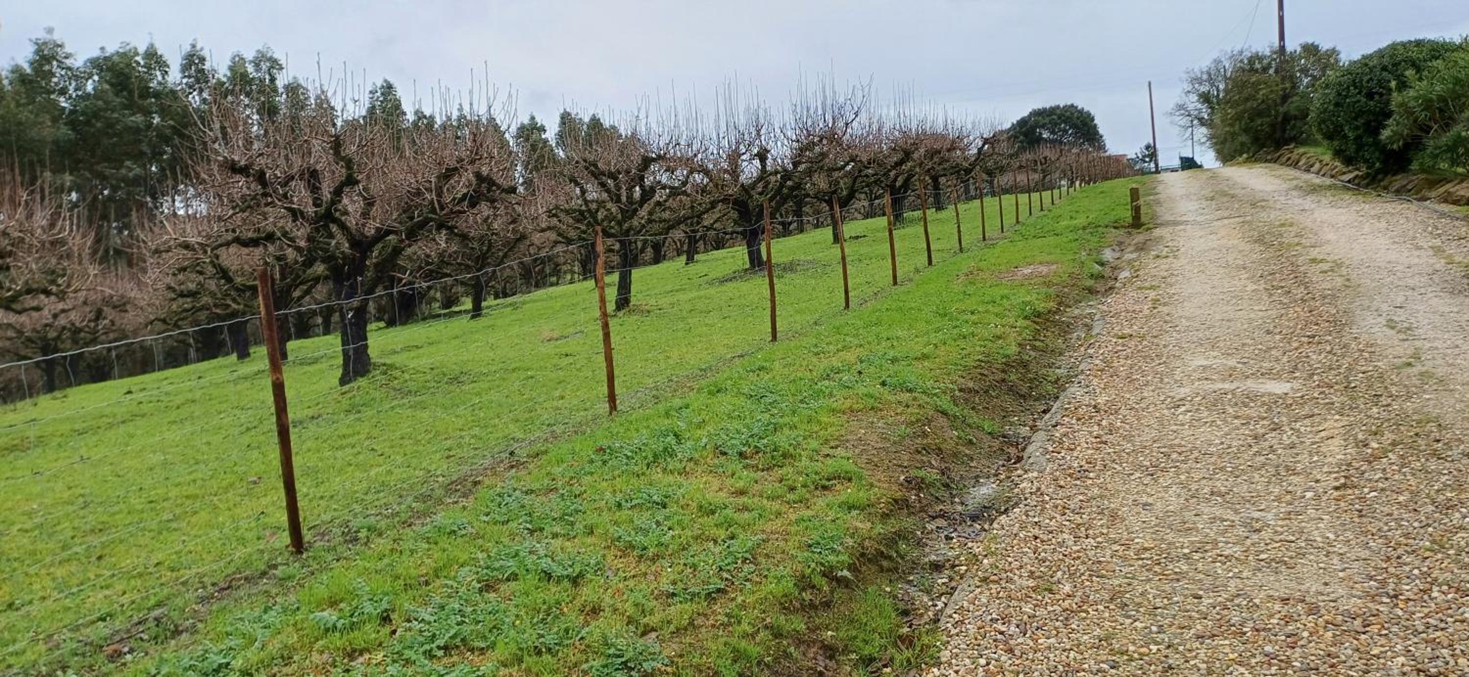 Quinta da pêra rocha