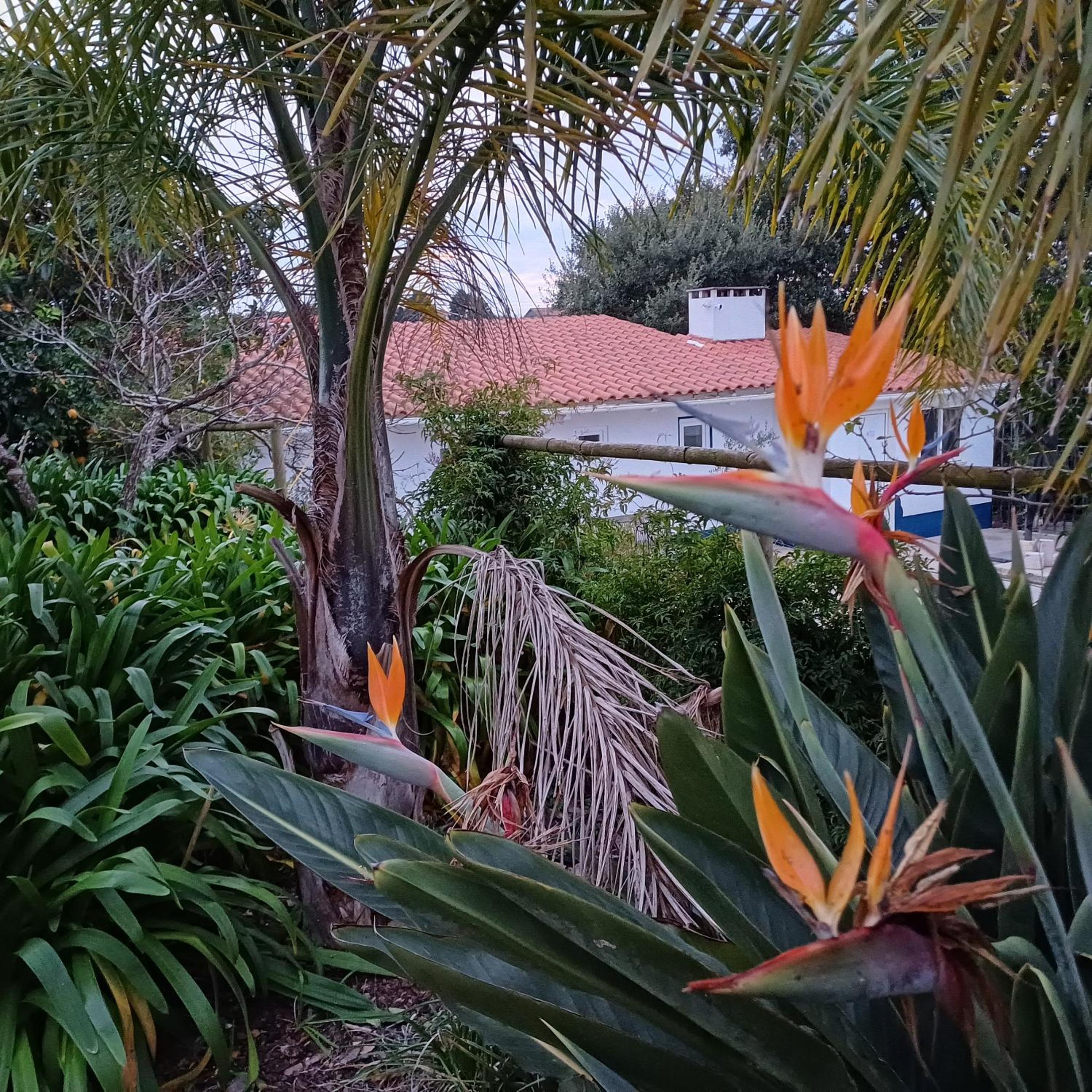 Quinta da pêra rocha