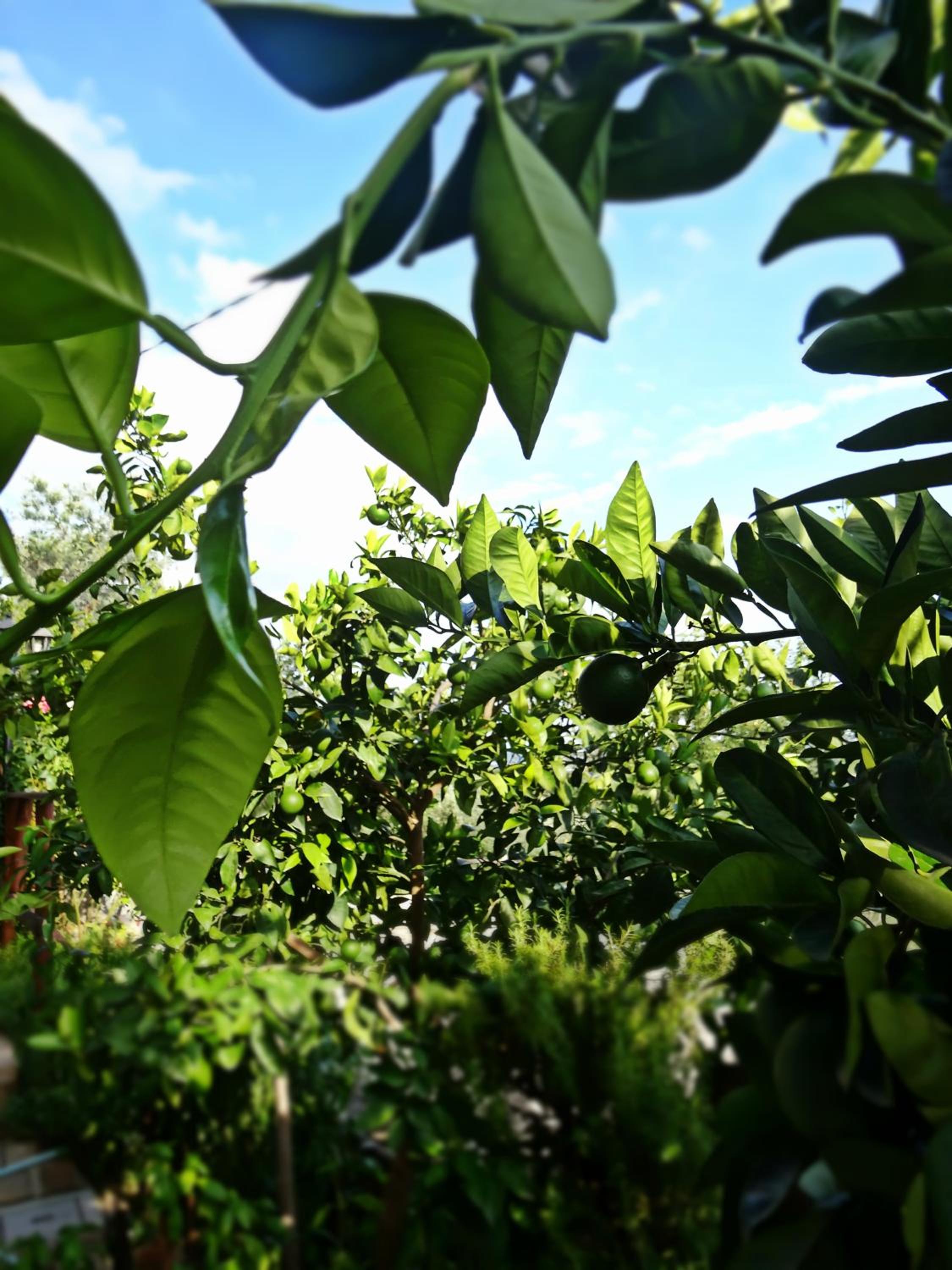 Casale del Sole