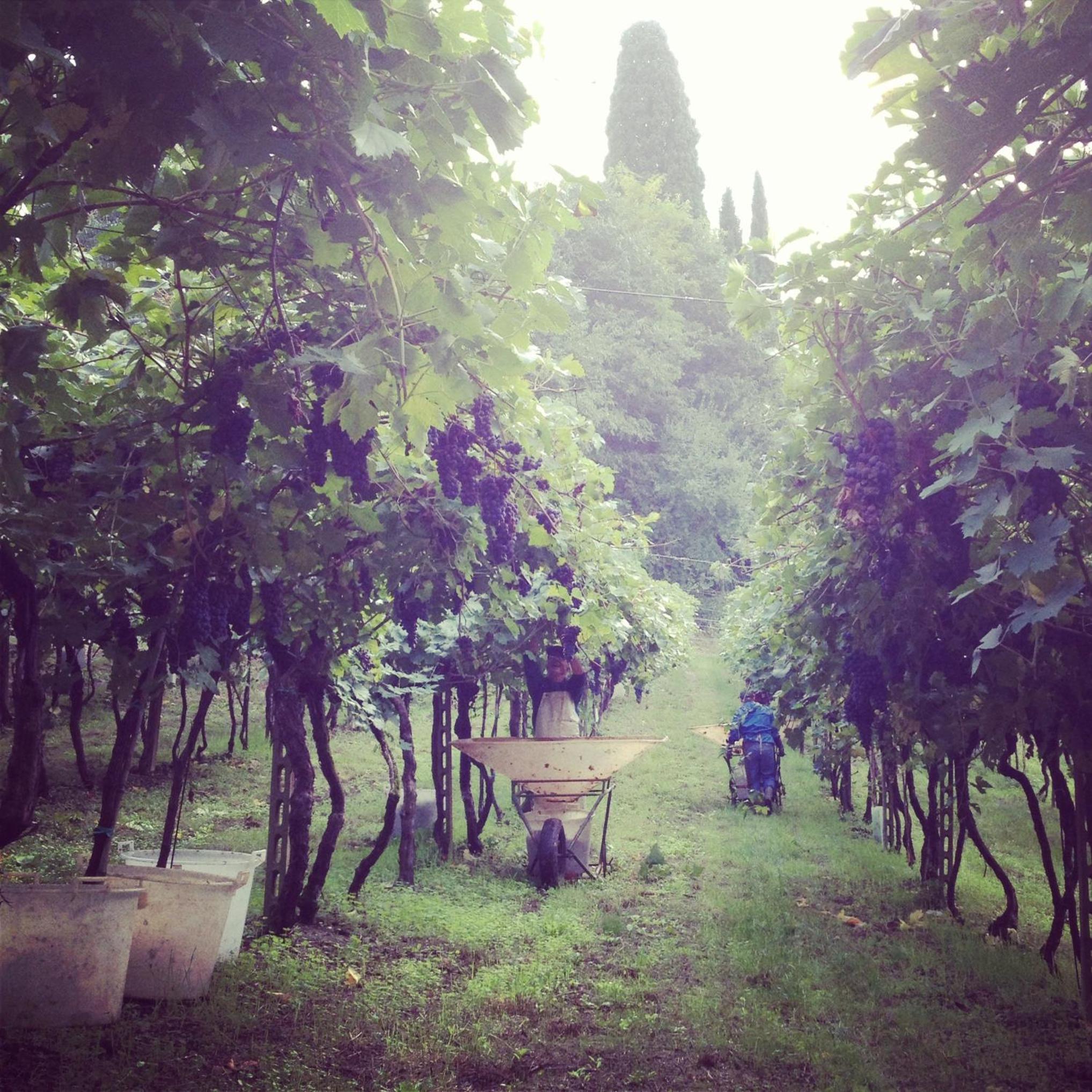 Photo 36