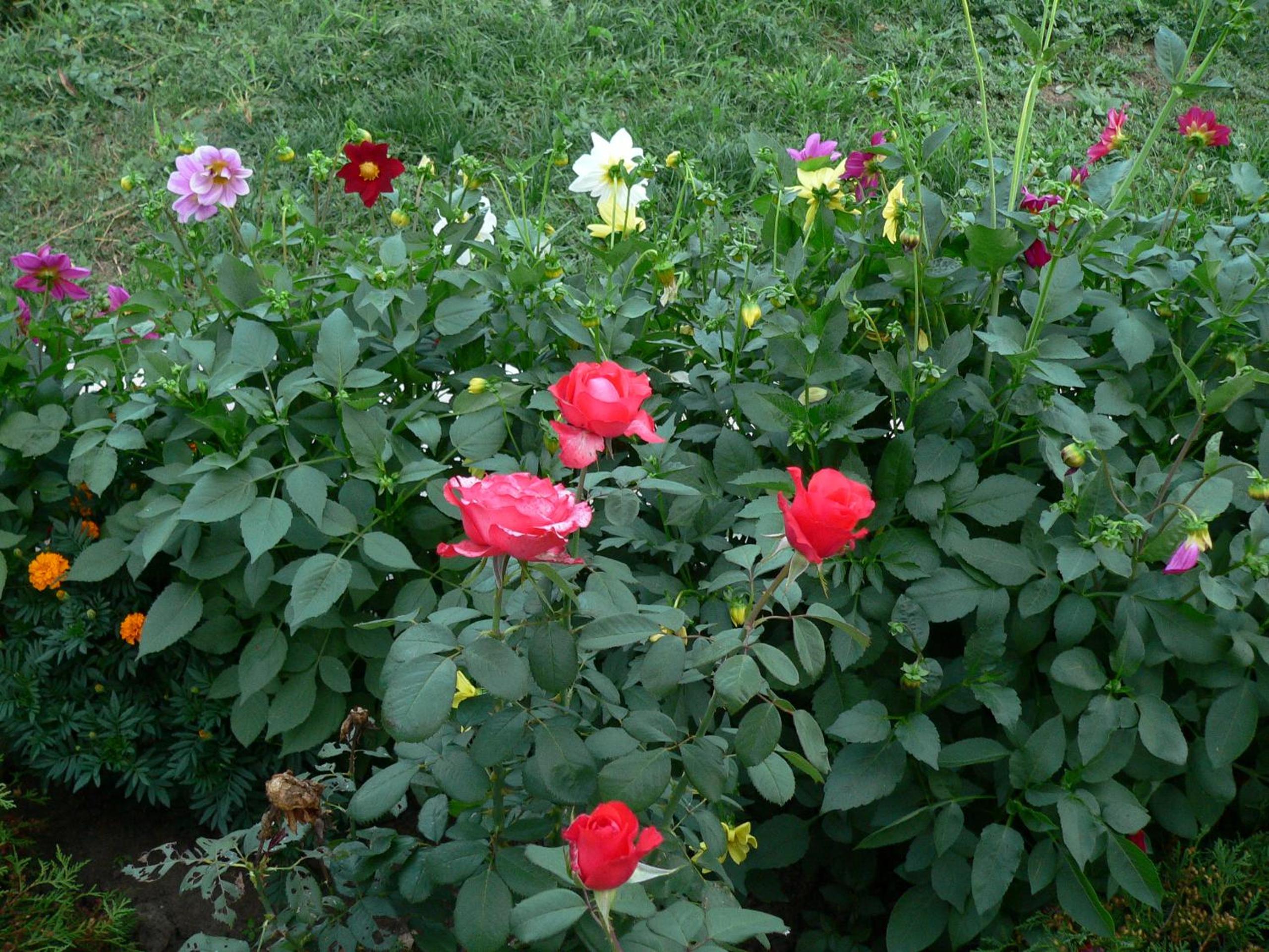 Photo 37