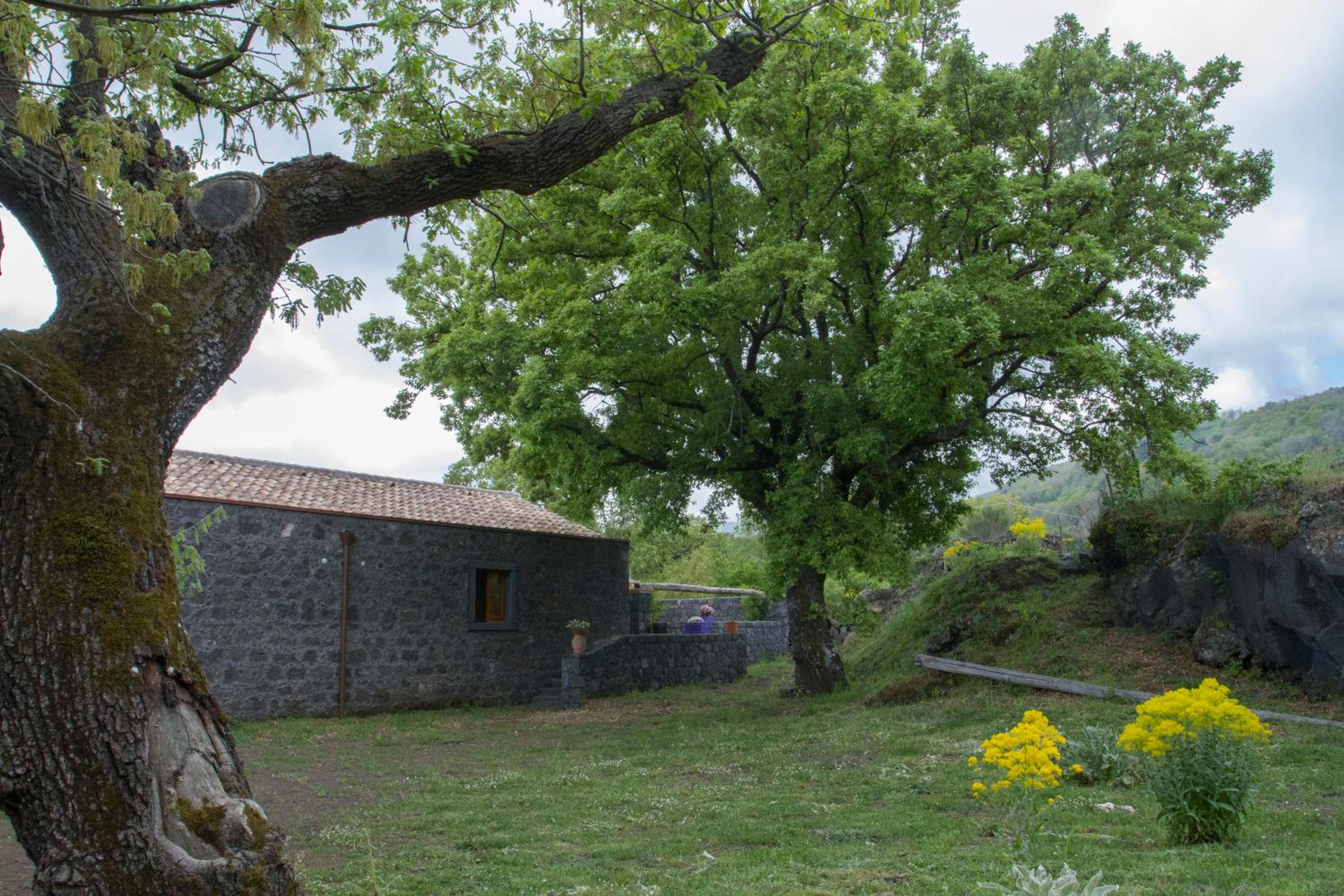Viola Nel Parco