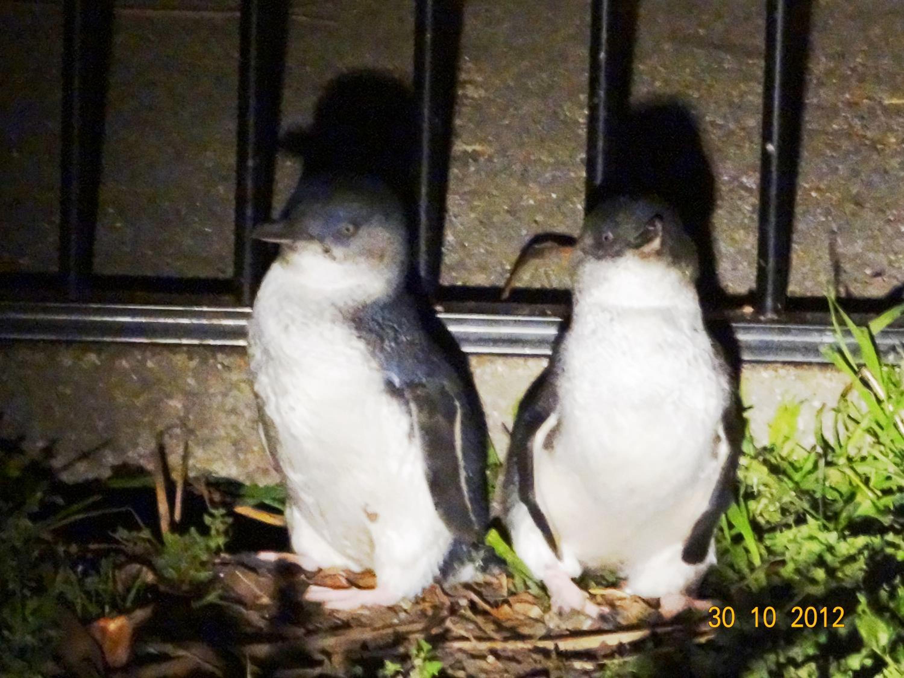 Diamond Island Resort, Restaurant & Bar and Penguin Show