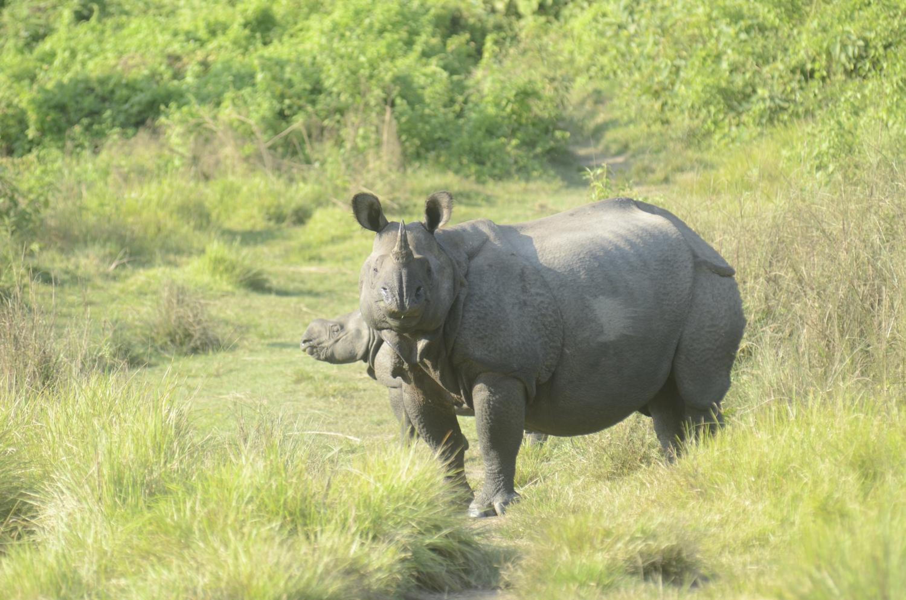 Sauraha Resort