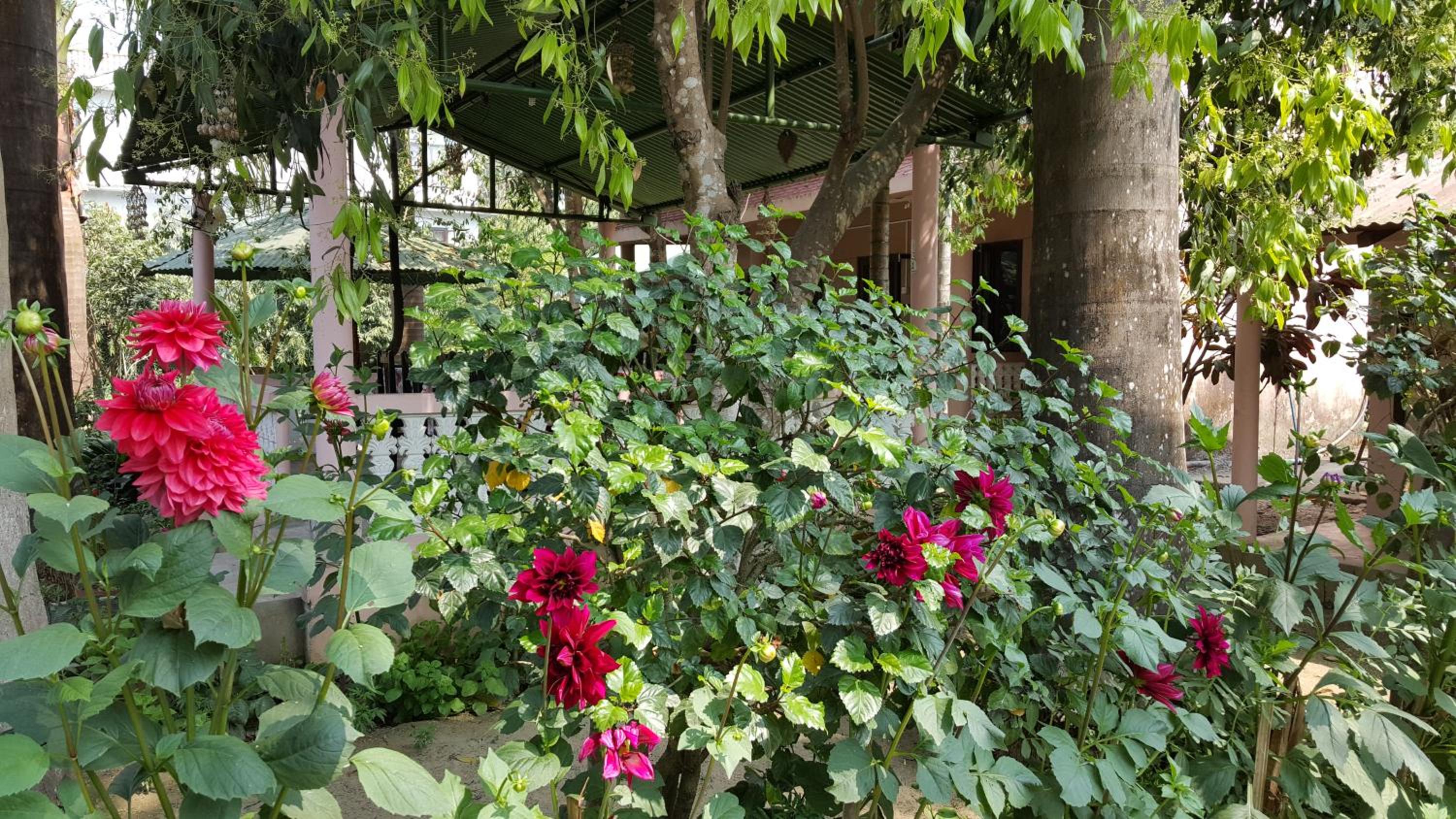Sauraha Resort