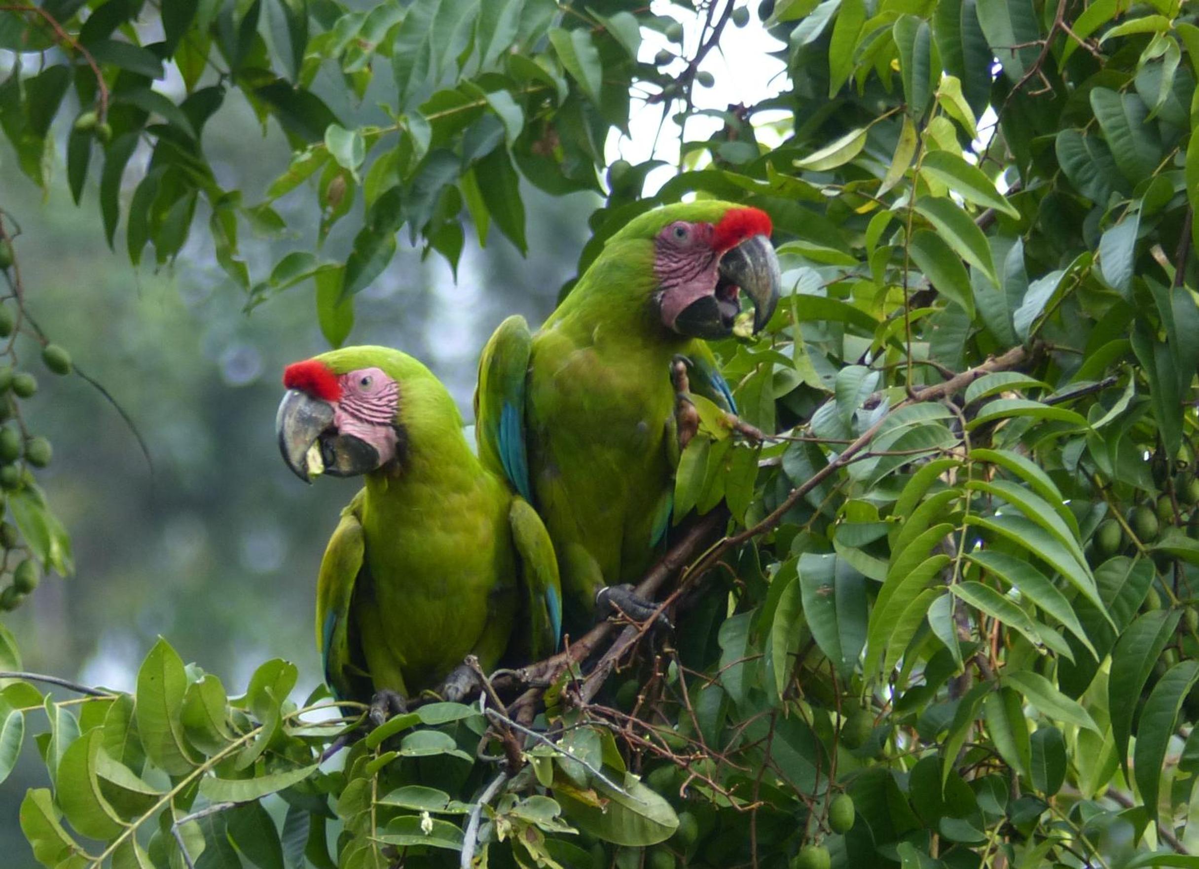 El Tucan Jungle Lodge