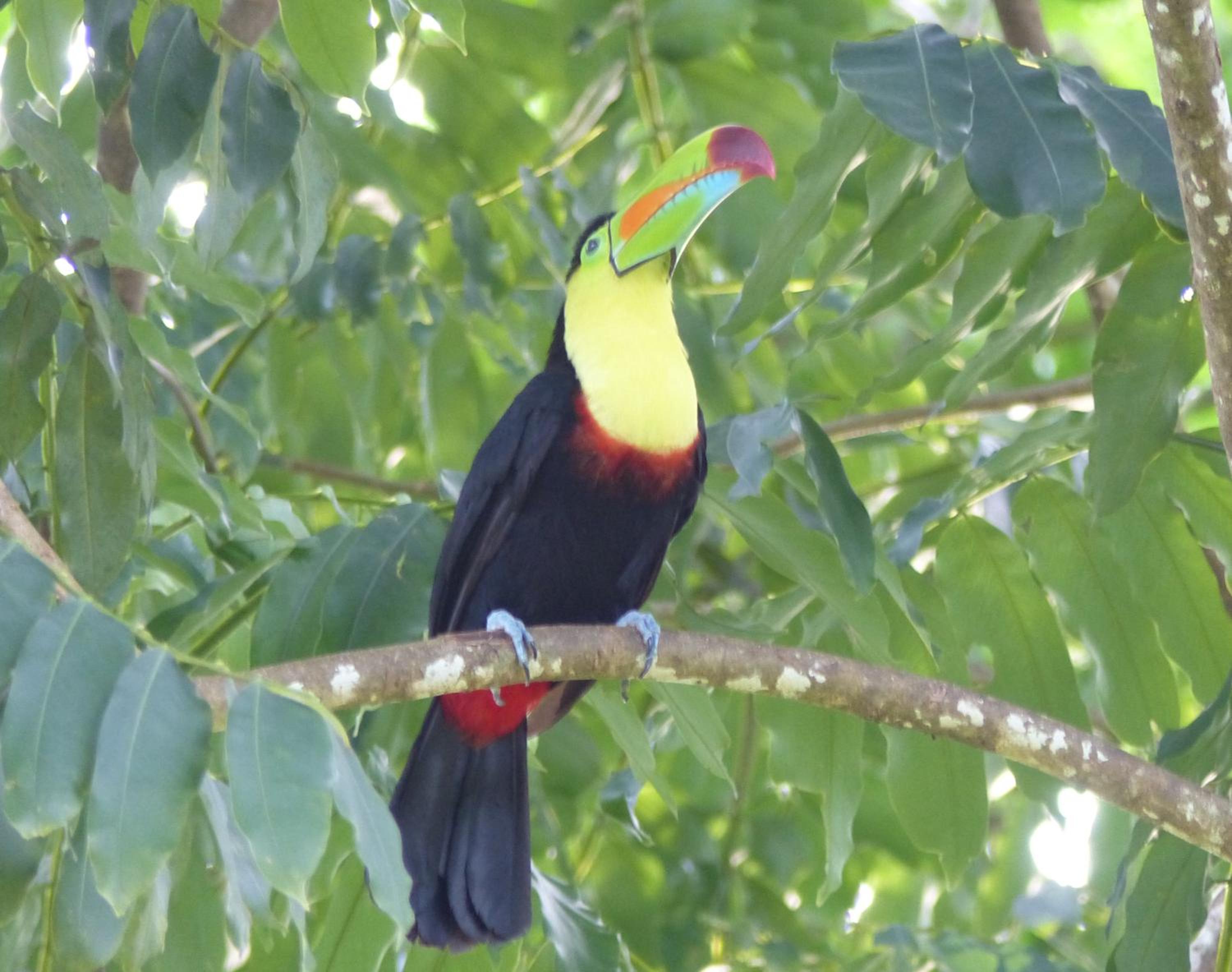 El Tucan Jungle Lodge