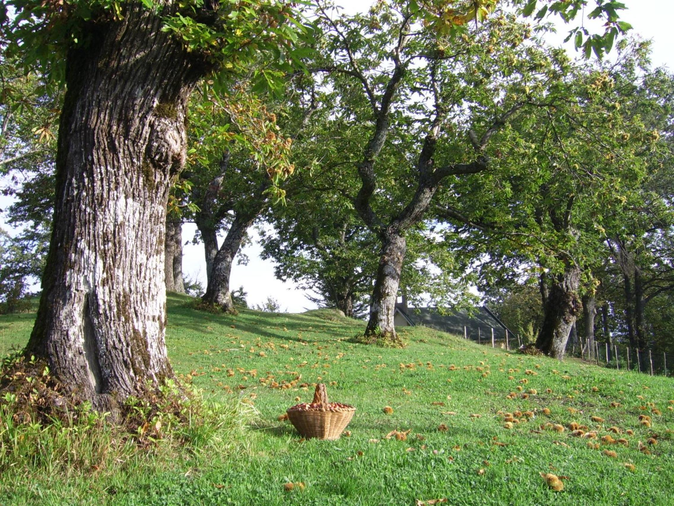 Photo 42