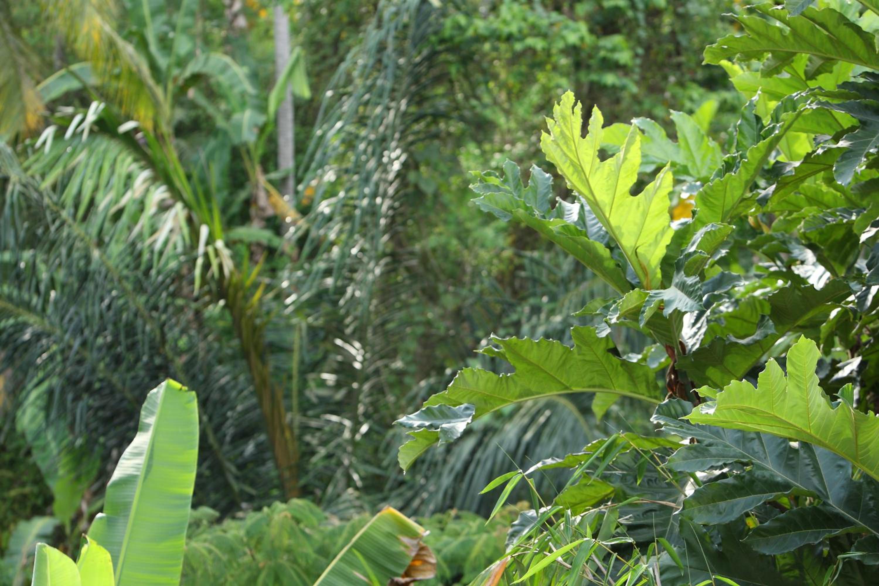 Aria Villas Ubud