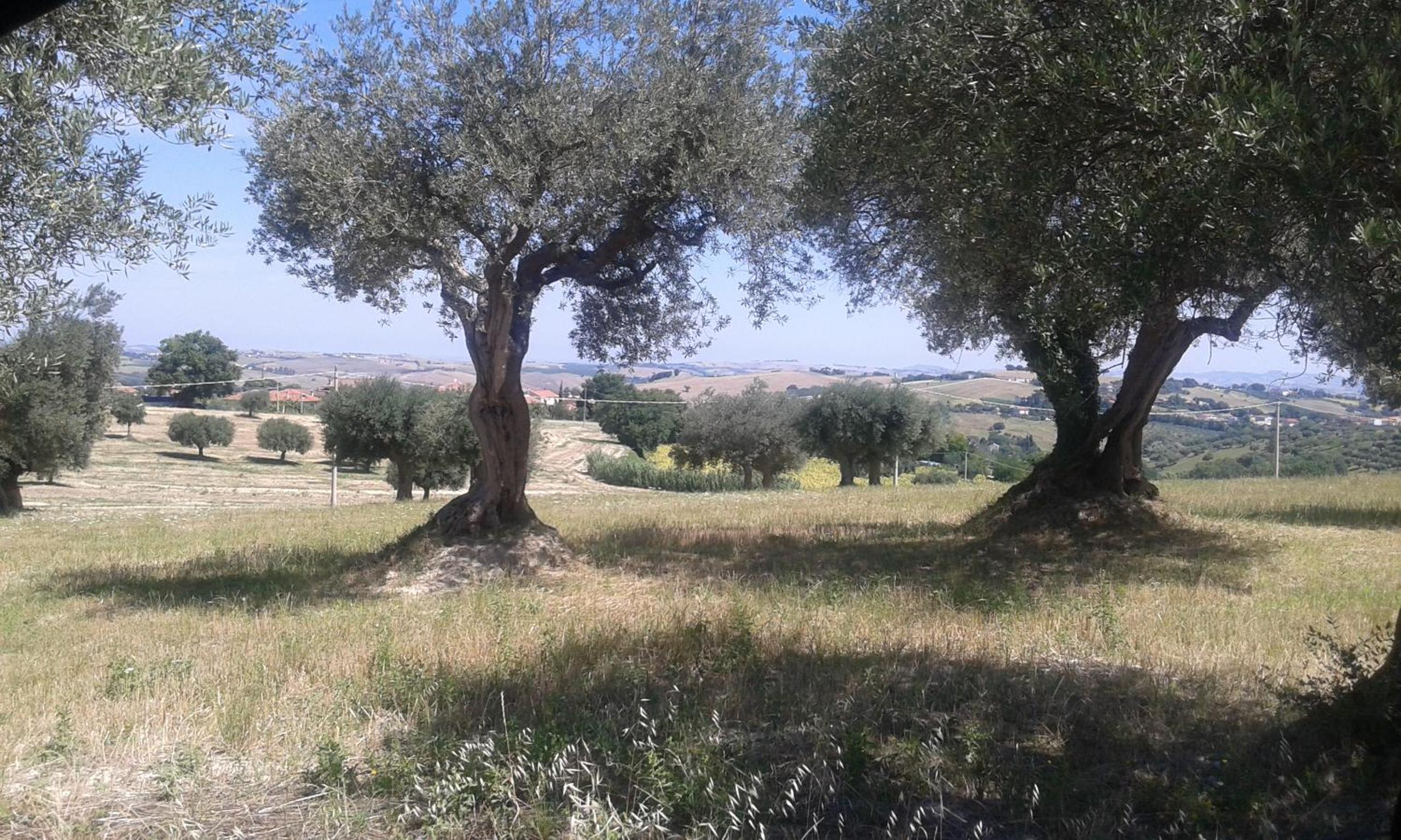 Amor di Lavanda