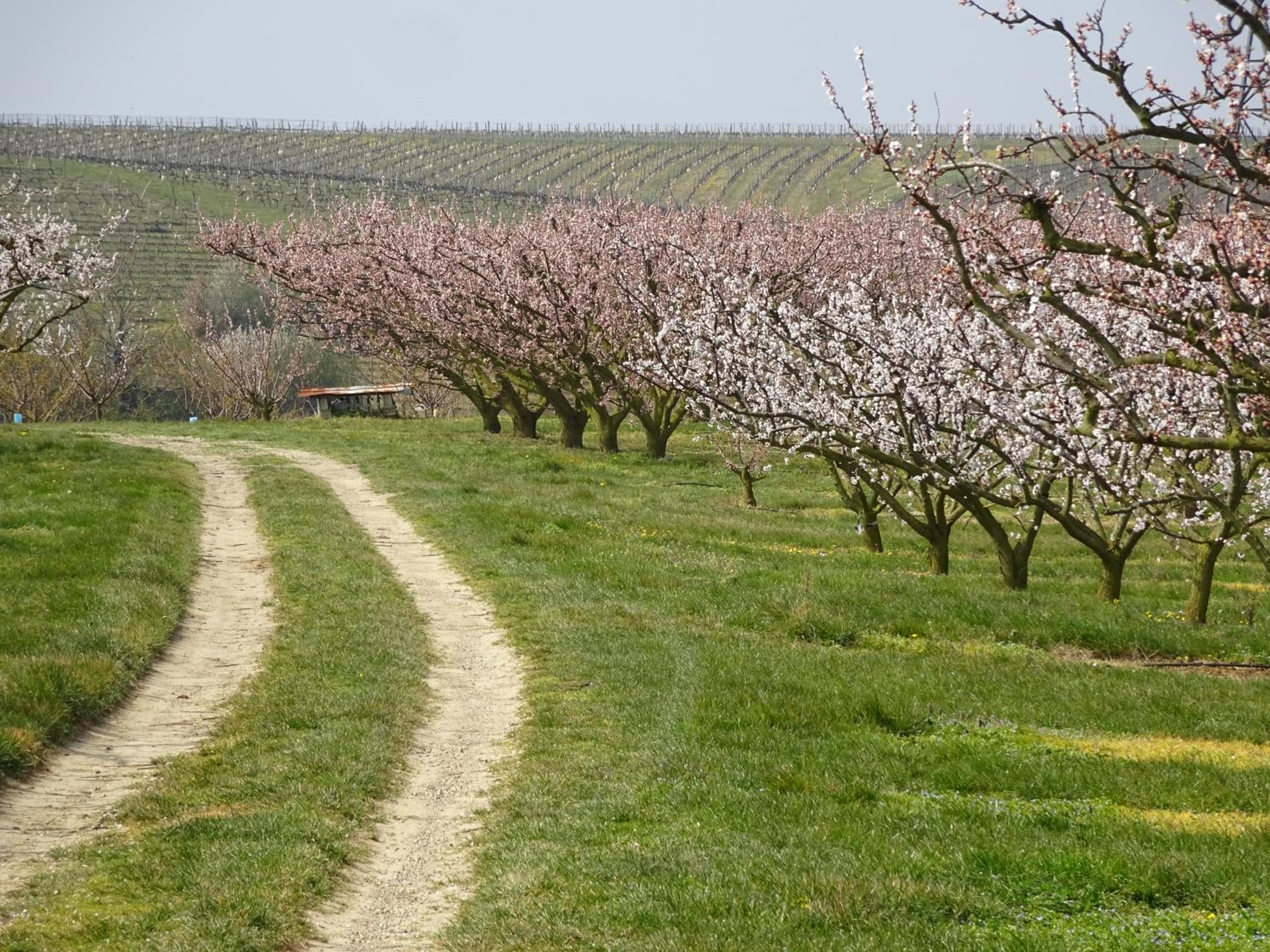 Le Cocon de Curson chambre d'hôtes