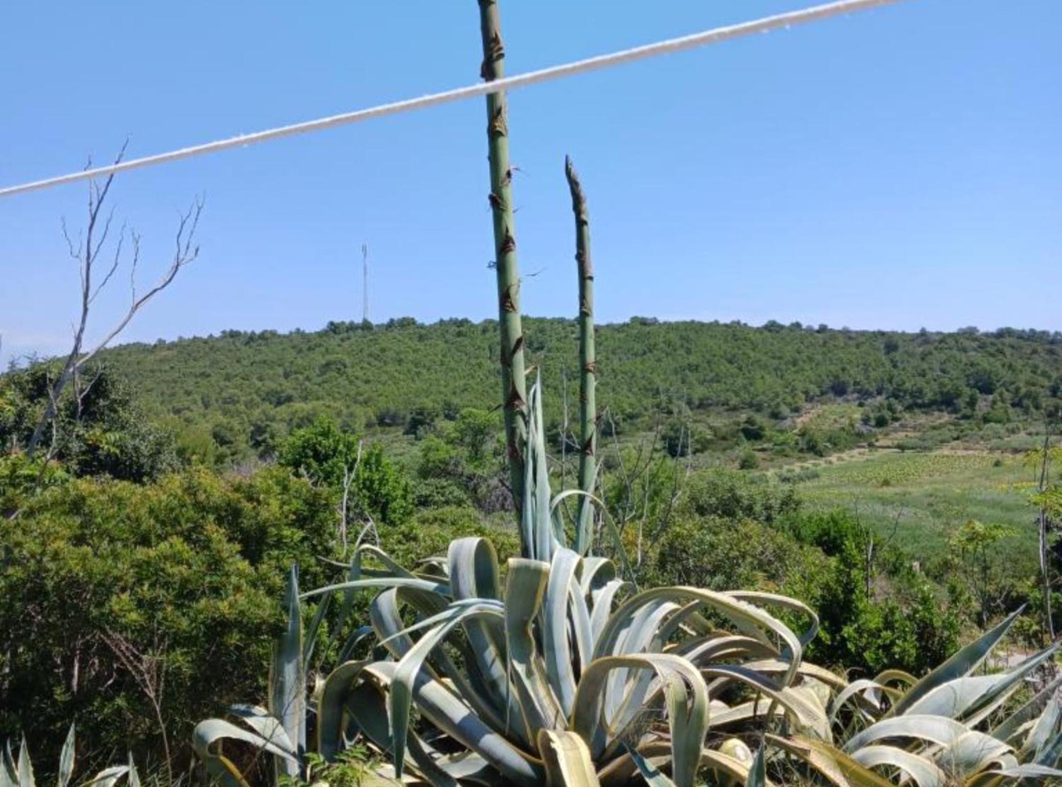 Apartmani Green Oasis