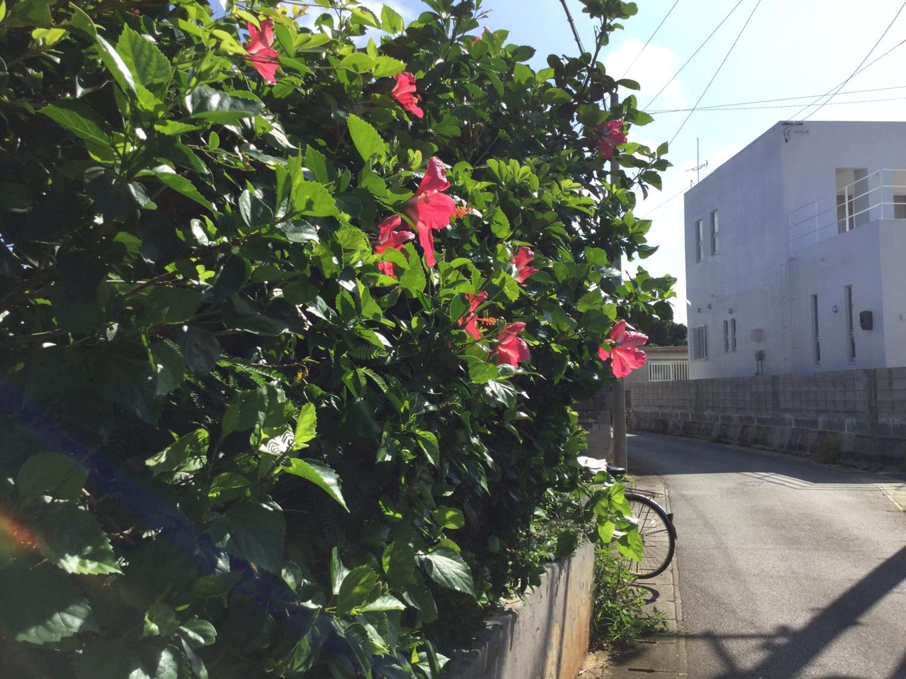 Photo 44