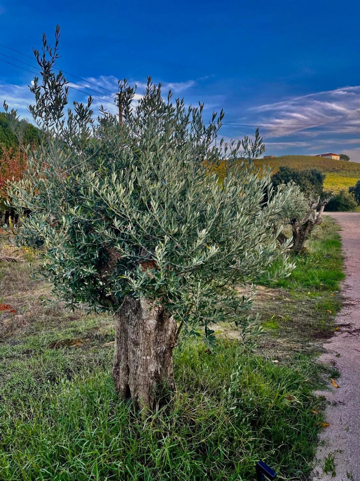 Maçussa Country House
