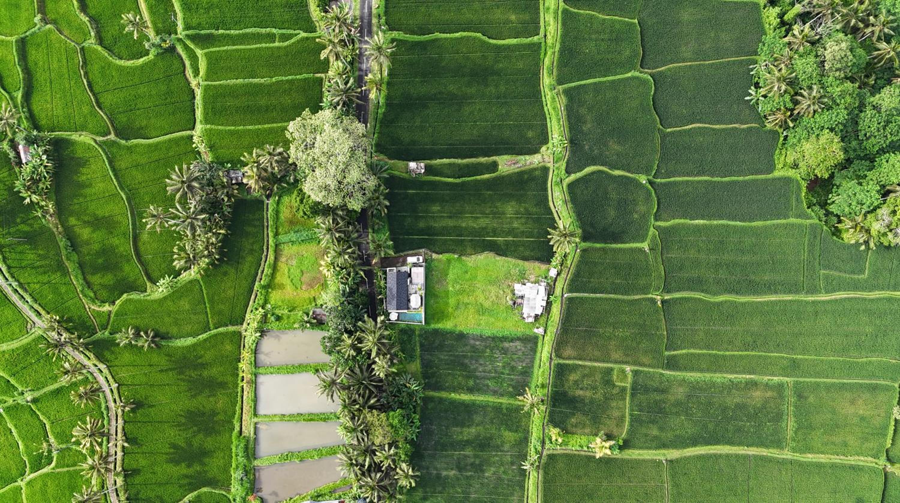 Sava Villa Ubud Rice Fields View