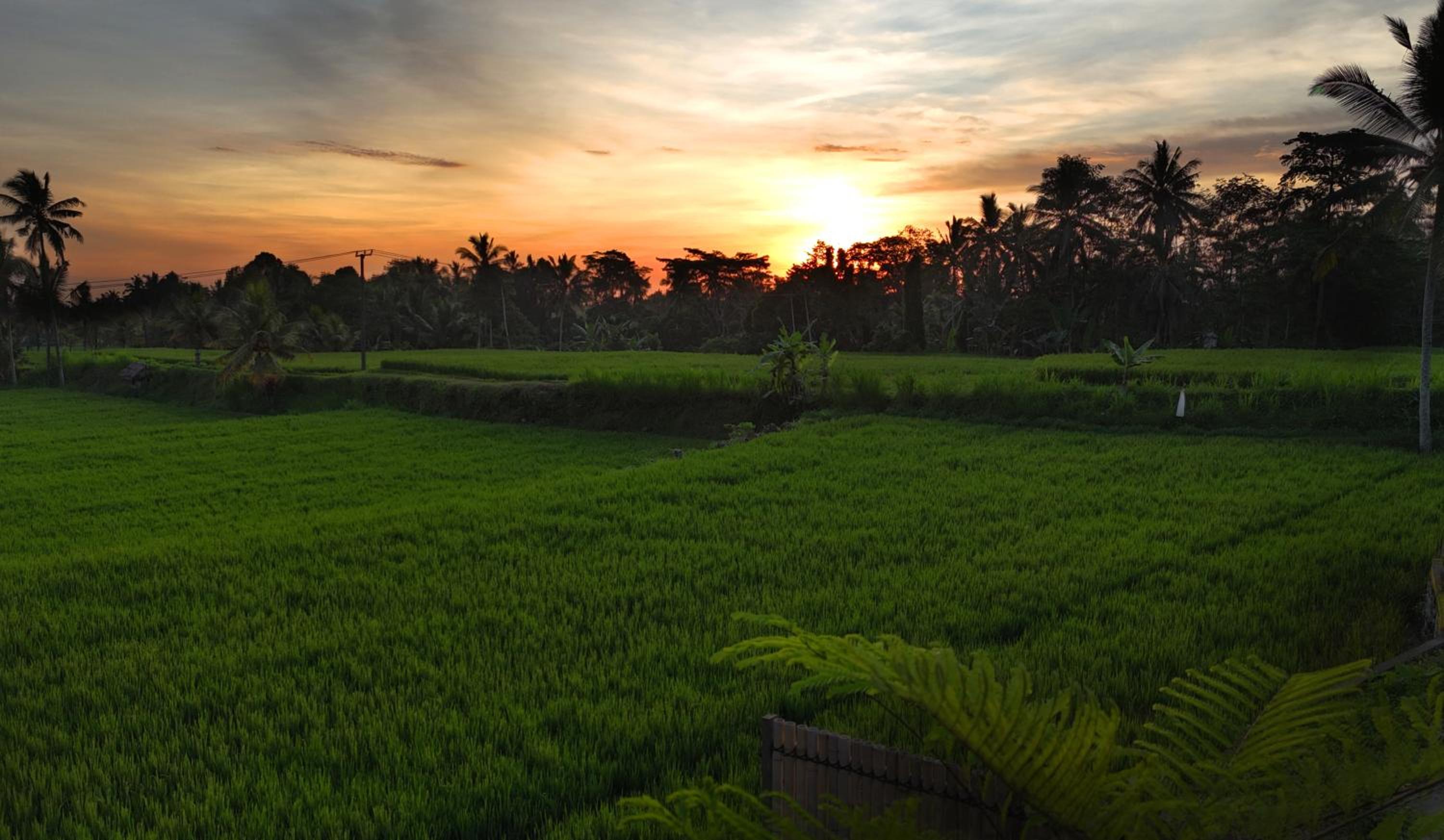 Sava Villa Ubud Rice Fields View