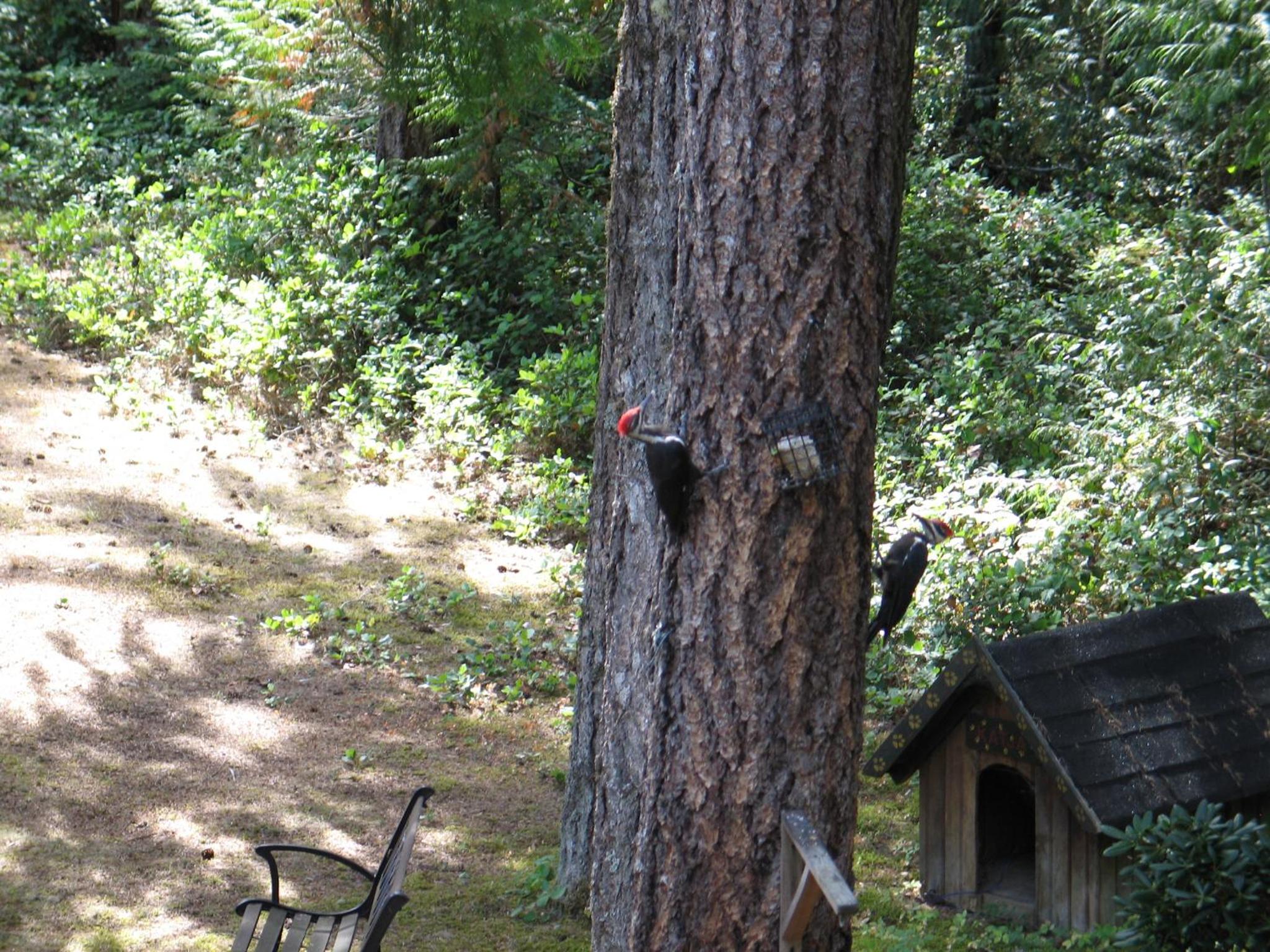 Cedar Song B&B