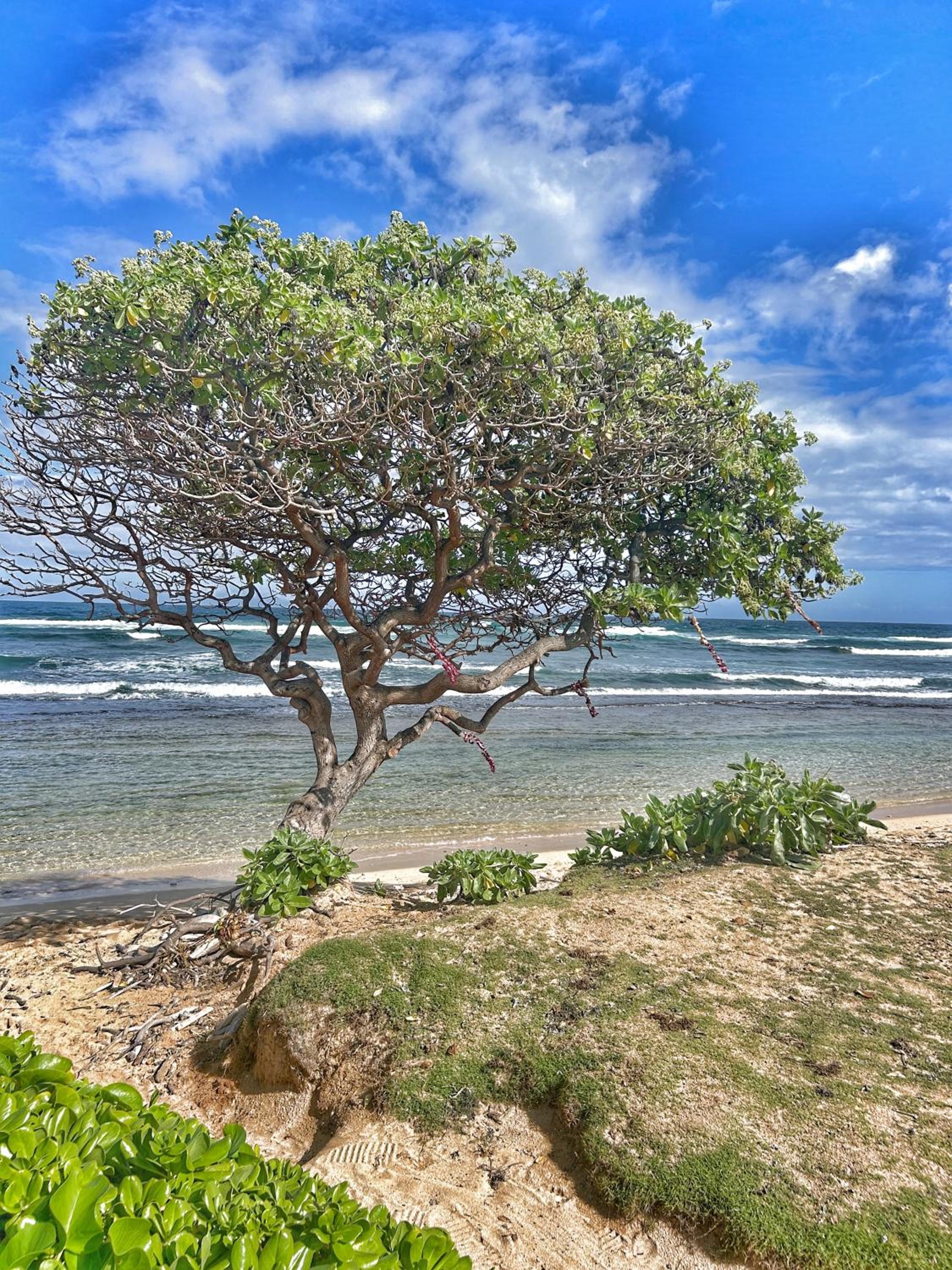 East Shore Beachfront Resort, Restaurant, Bar, AC, Spa, Pool & Gym