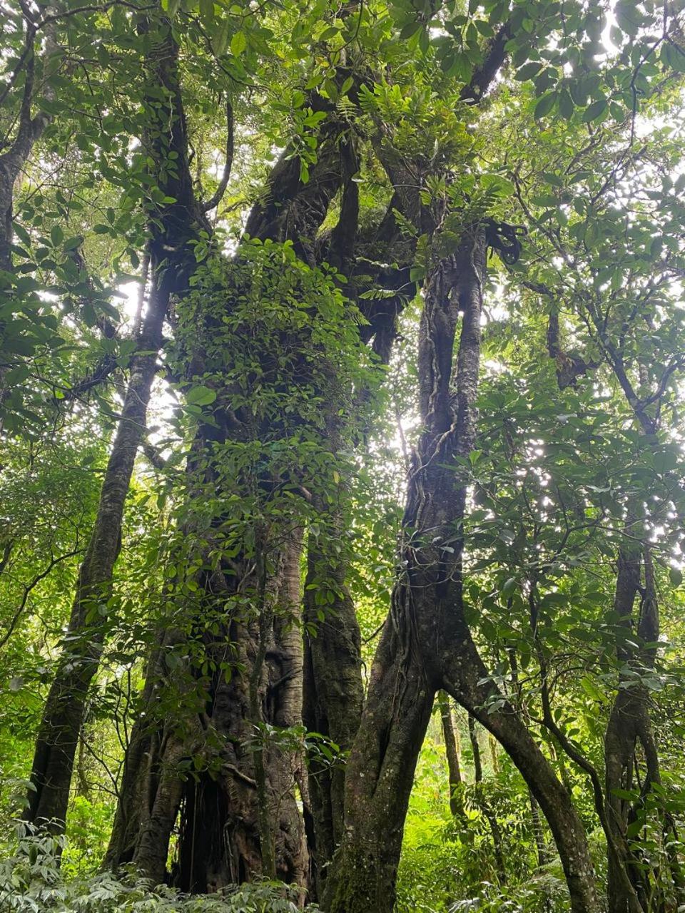 Swarma Villas Eco Jungle Retreat