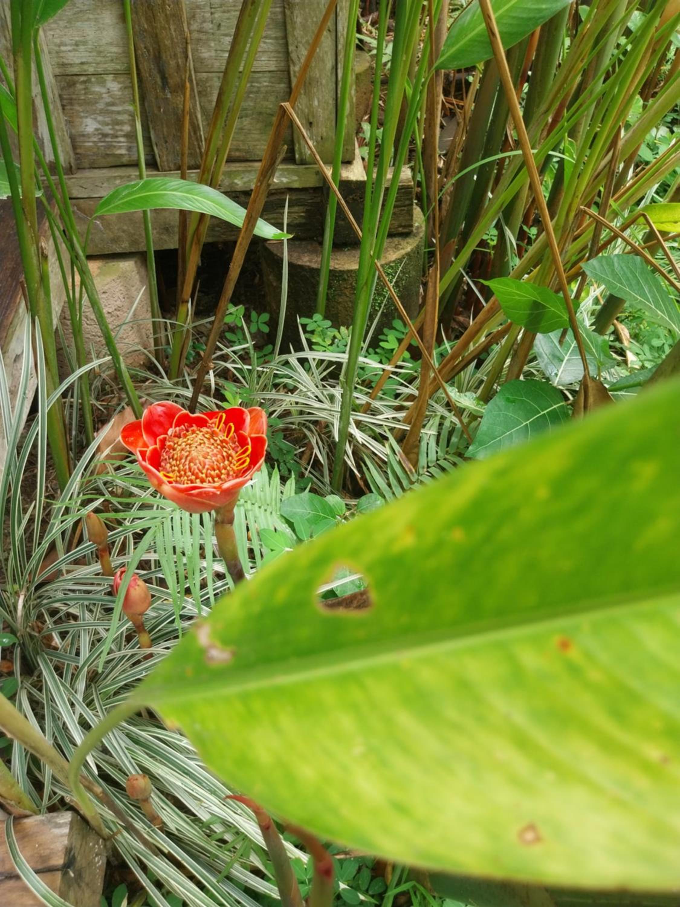 Swarma Villas Eco Jungle Retreat