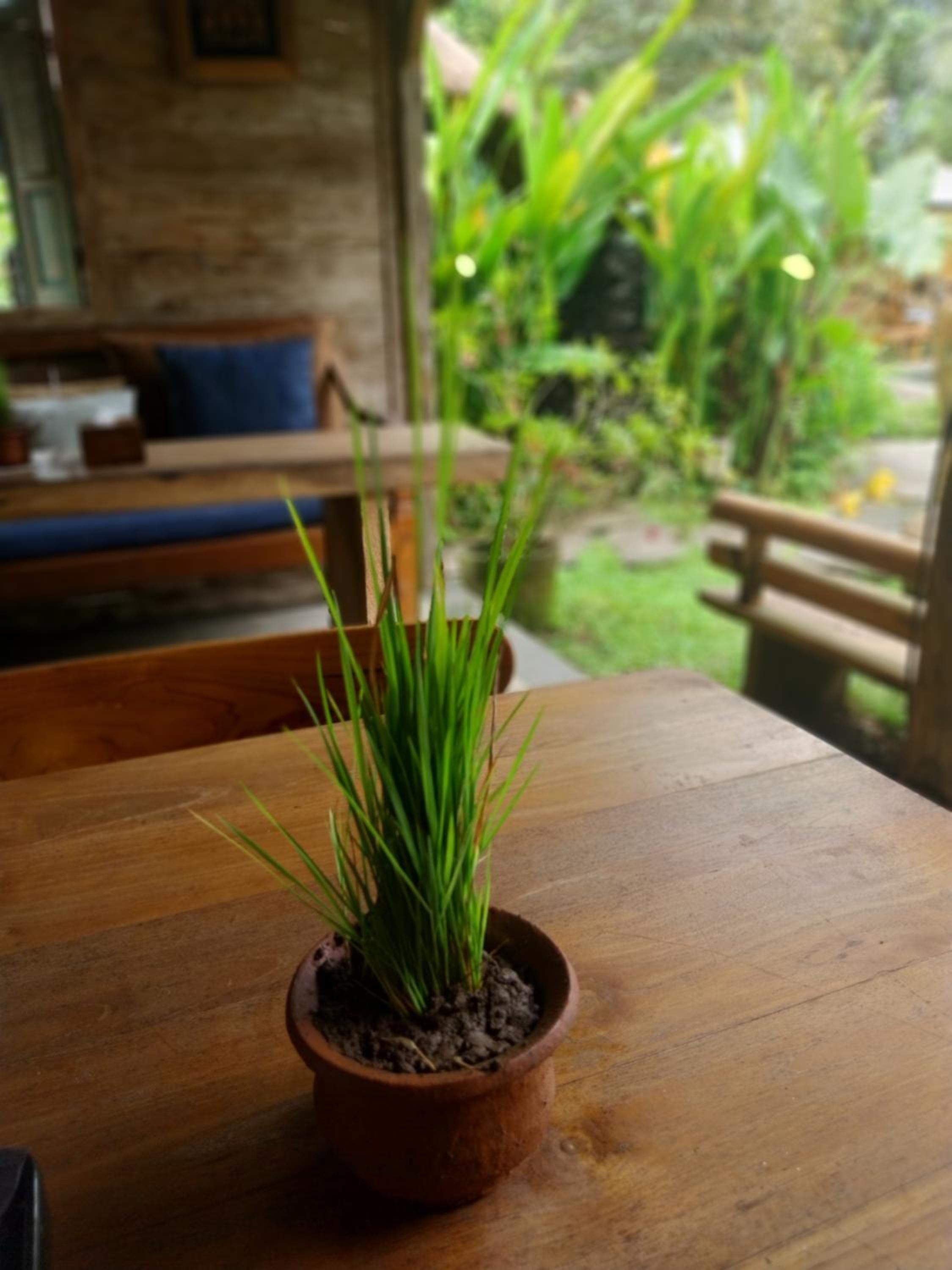 Swarma Villas Eco Jungle Retreat