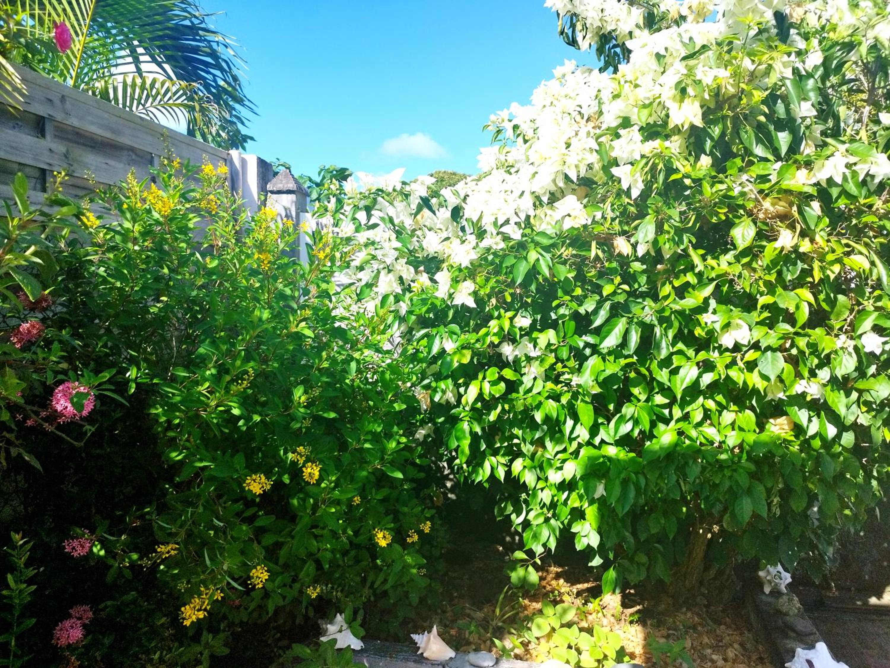 Miracle des Caraibes