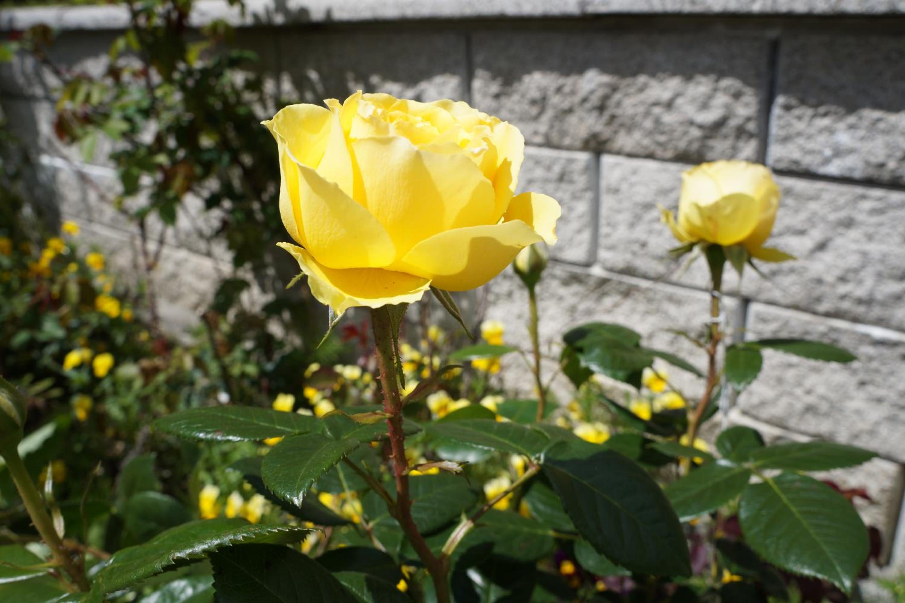 Photo 46