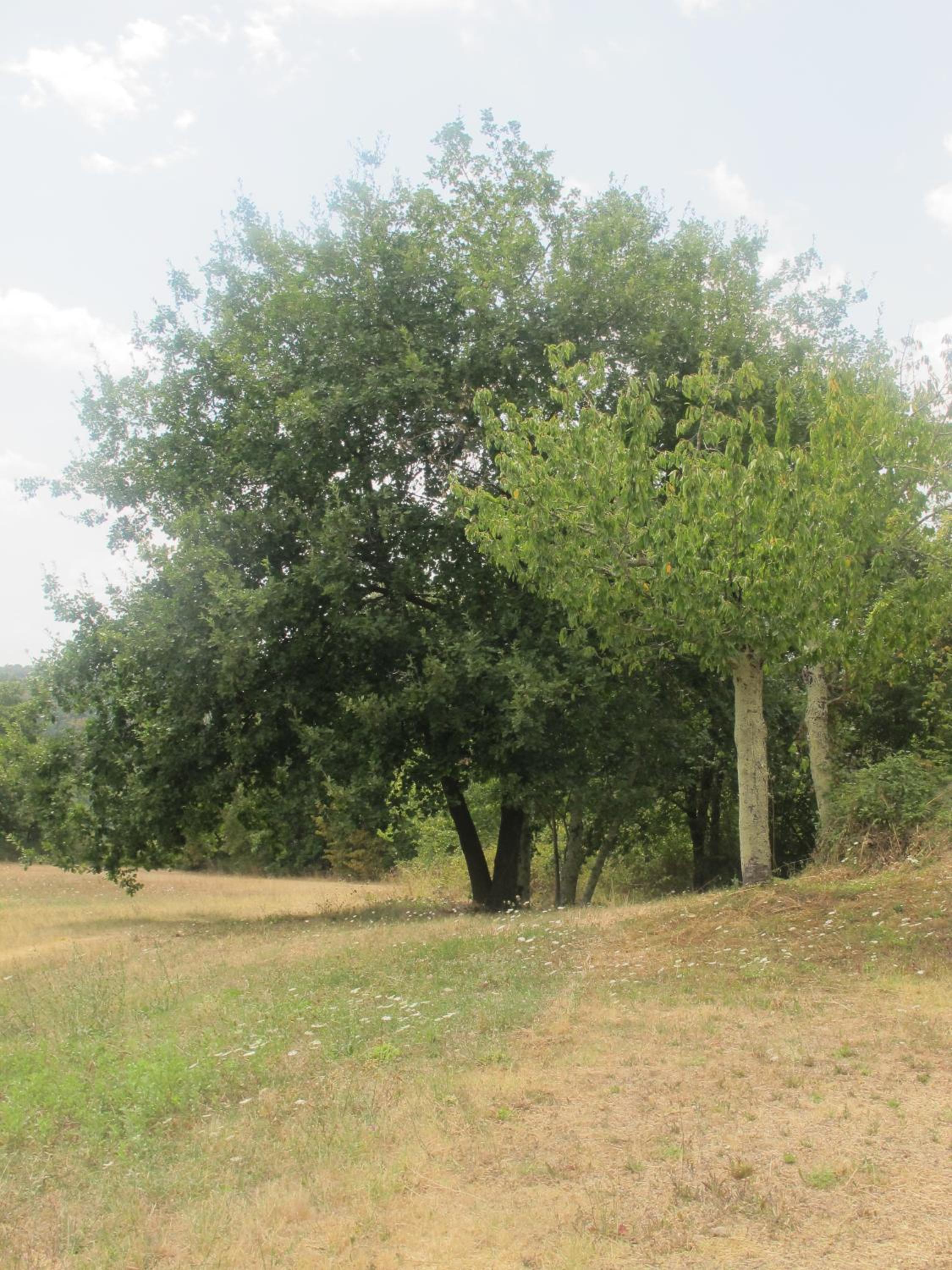 Photo 33